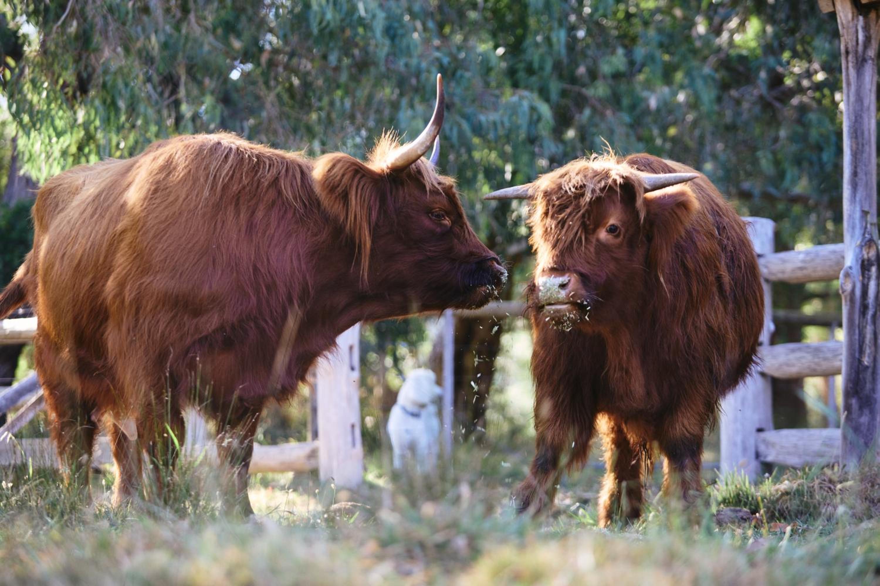 Yarradene Luxury Healesville Farmstay