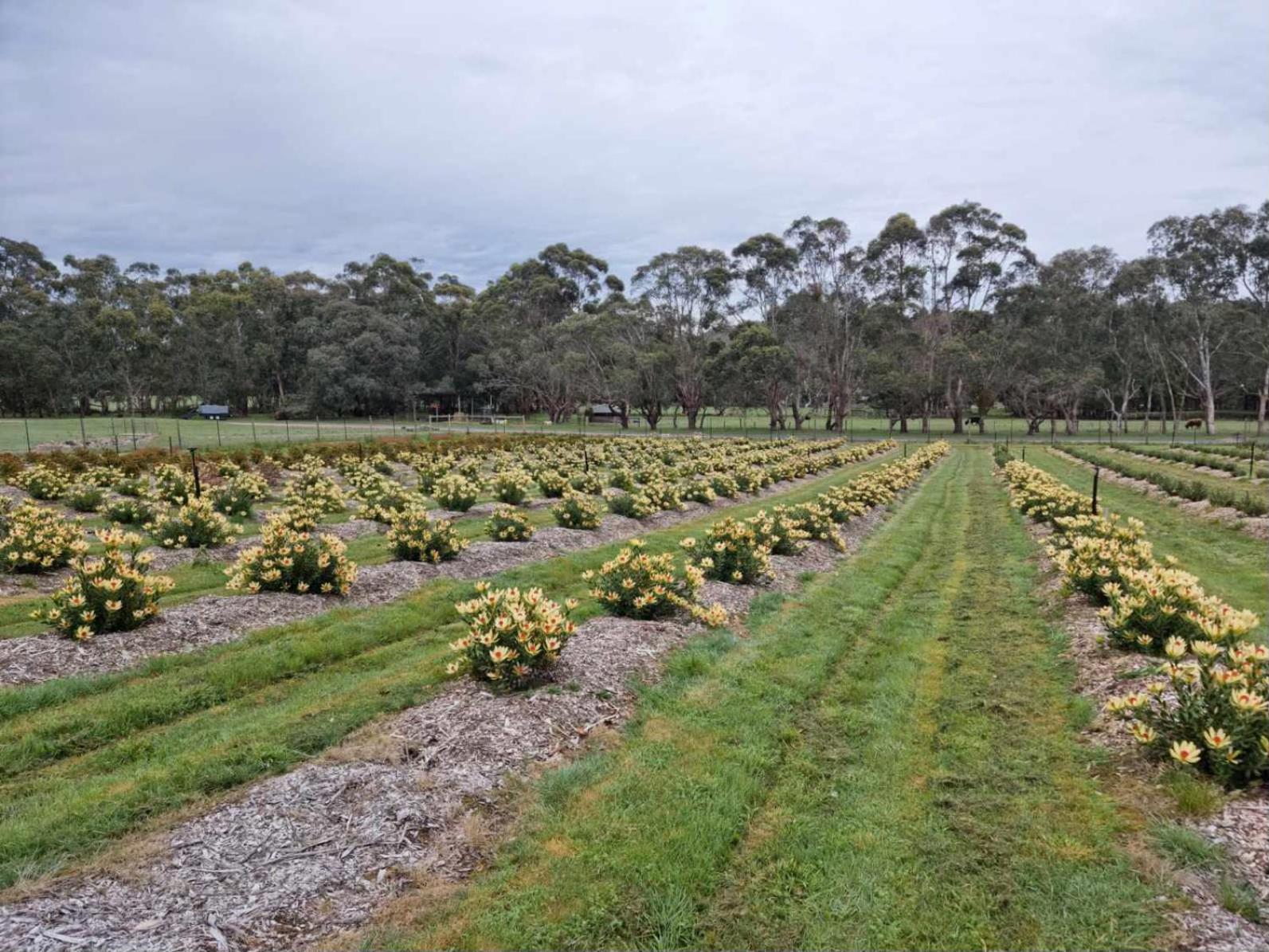 Yarradene Luxury Healesville Farmstay