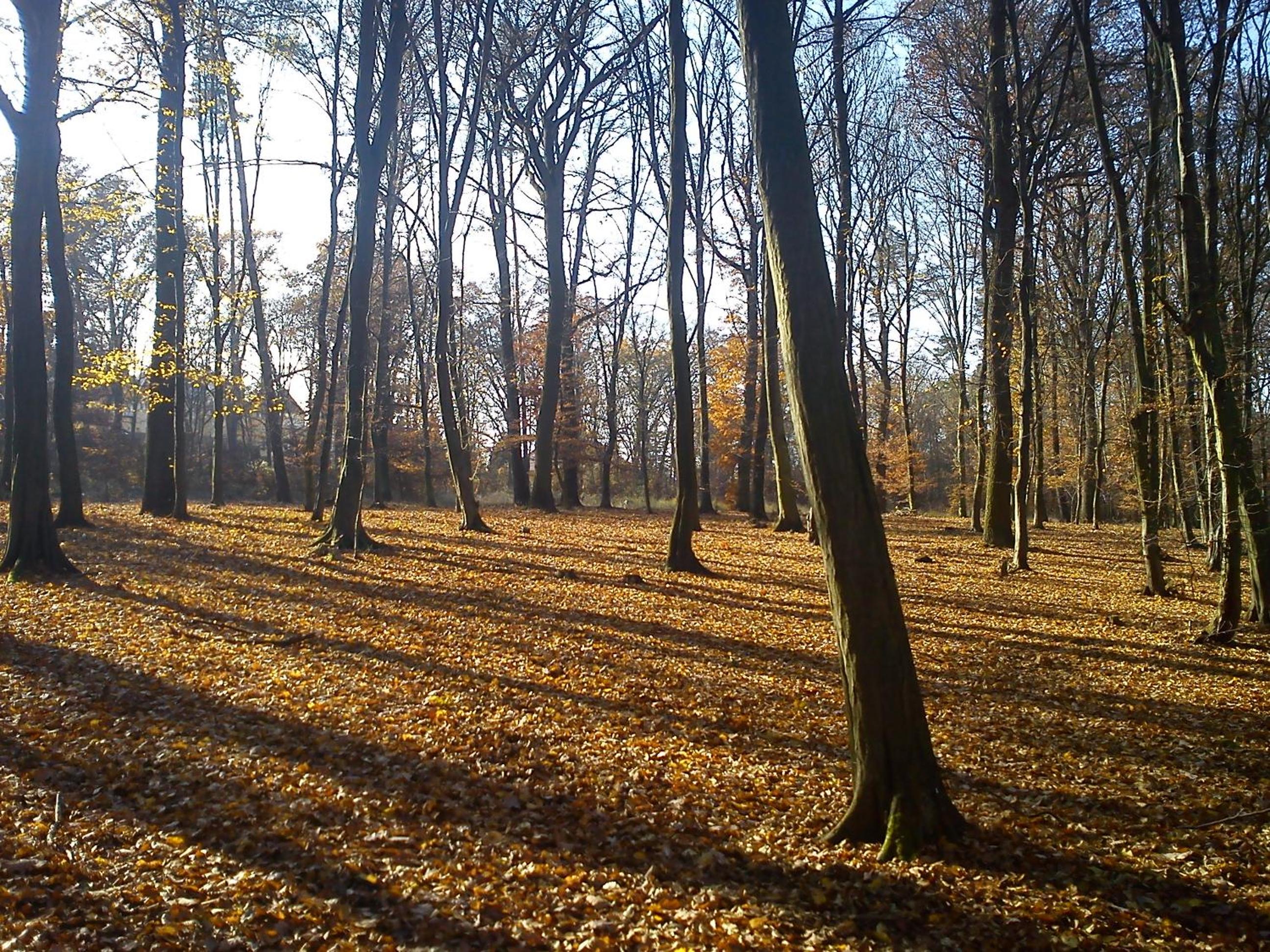 Apartmany Chodov