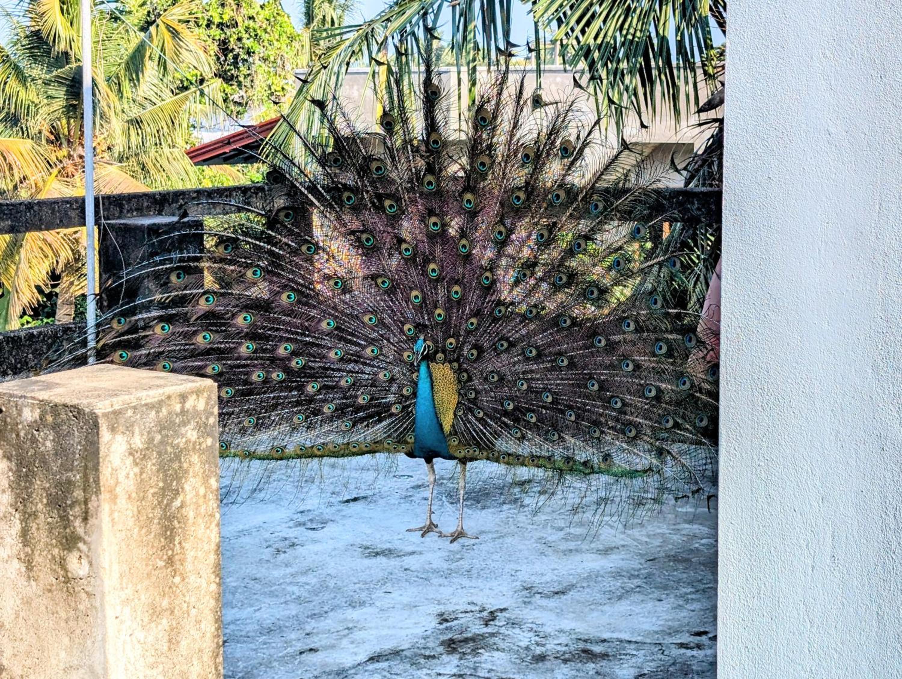 Costels Mirissa