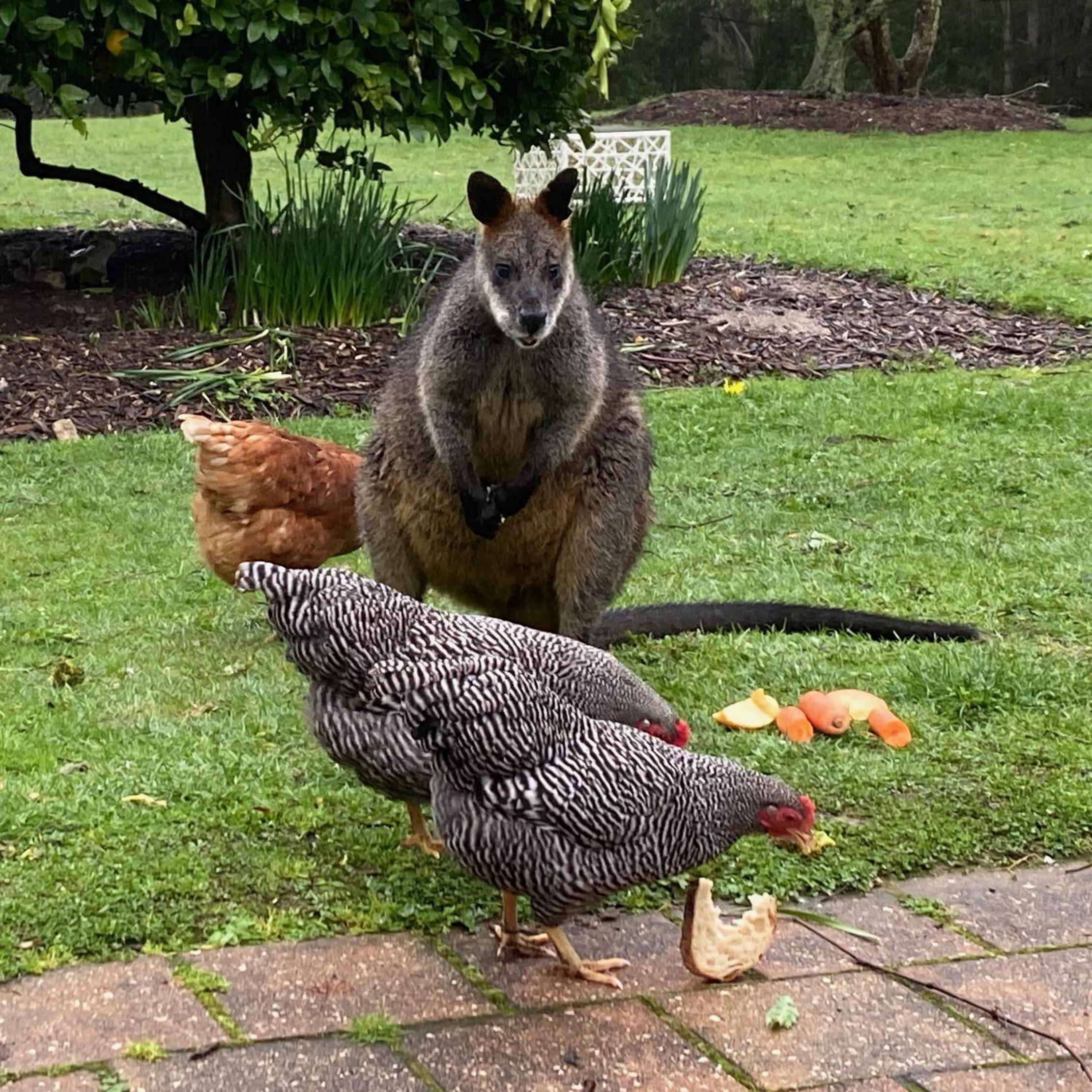 Yarradene Luxury Healesville Farmstay