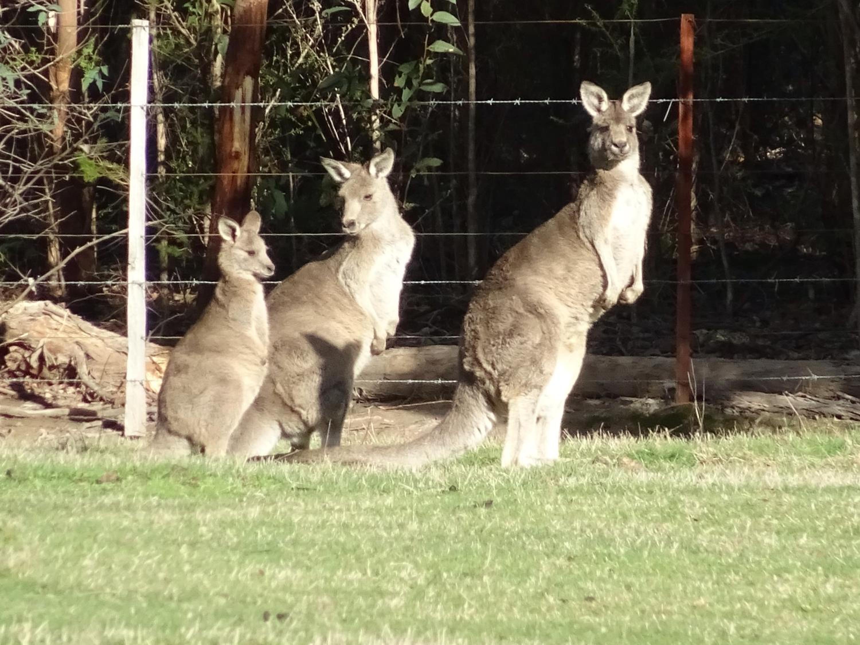 Yarradene Luxury Healesville Farmstay