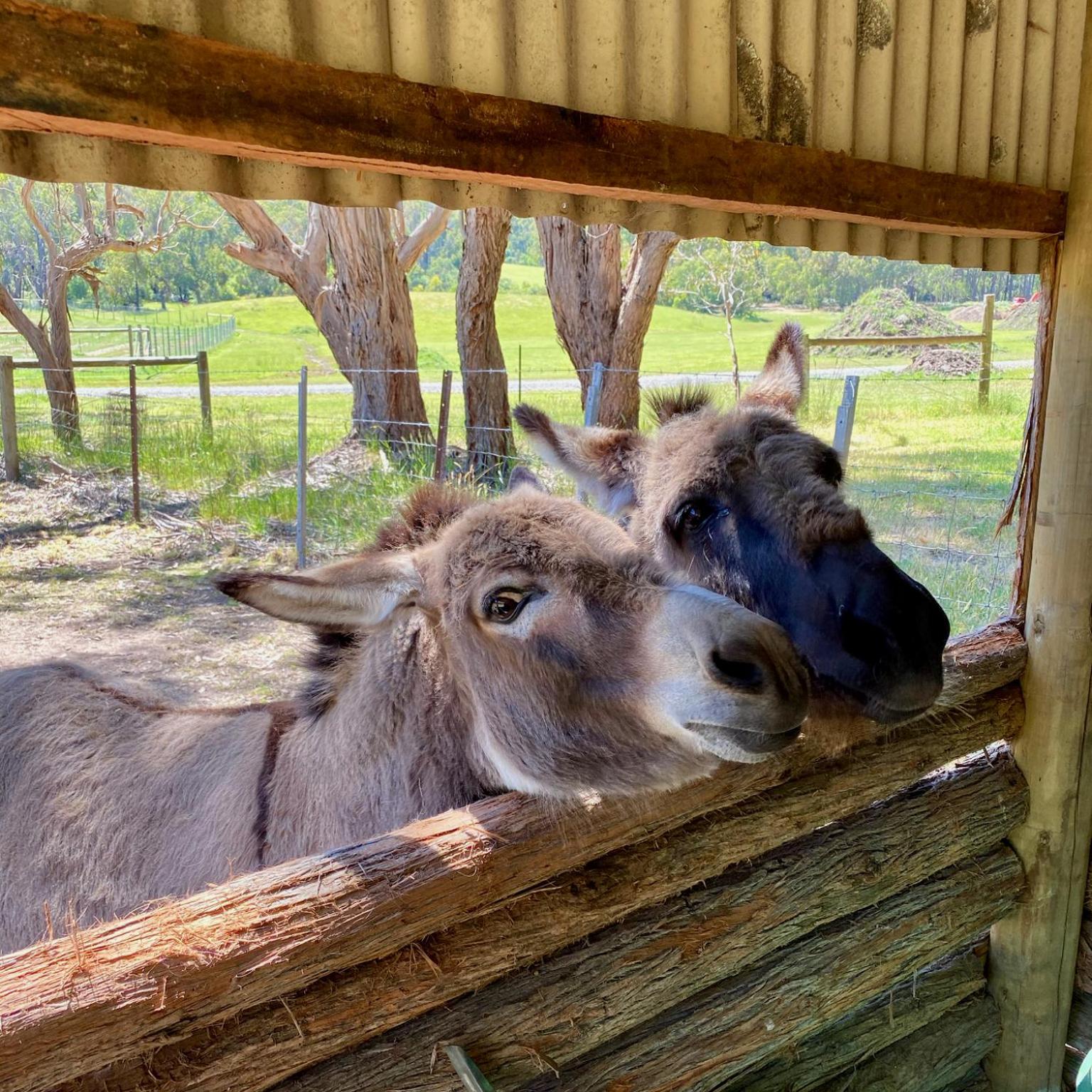 Yarradene Luxury Healesville Farmstay