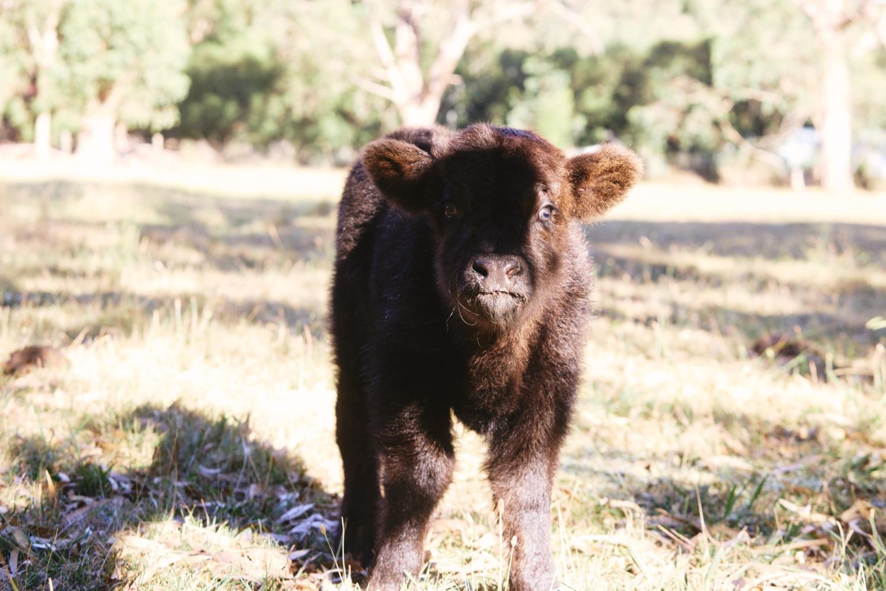 Yarradene Luxury Healesville Farmstay