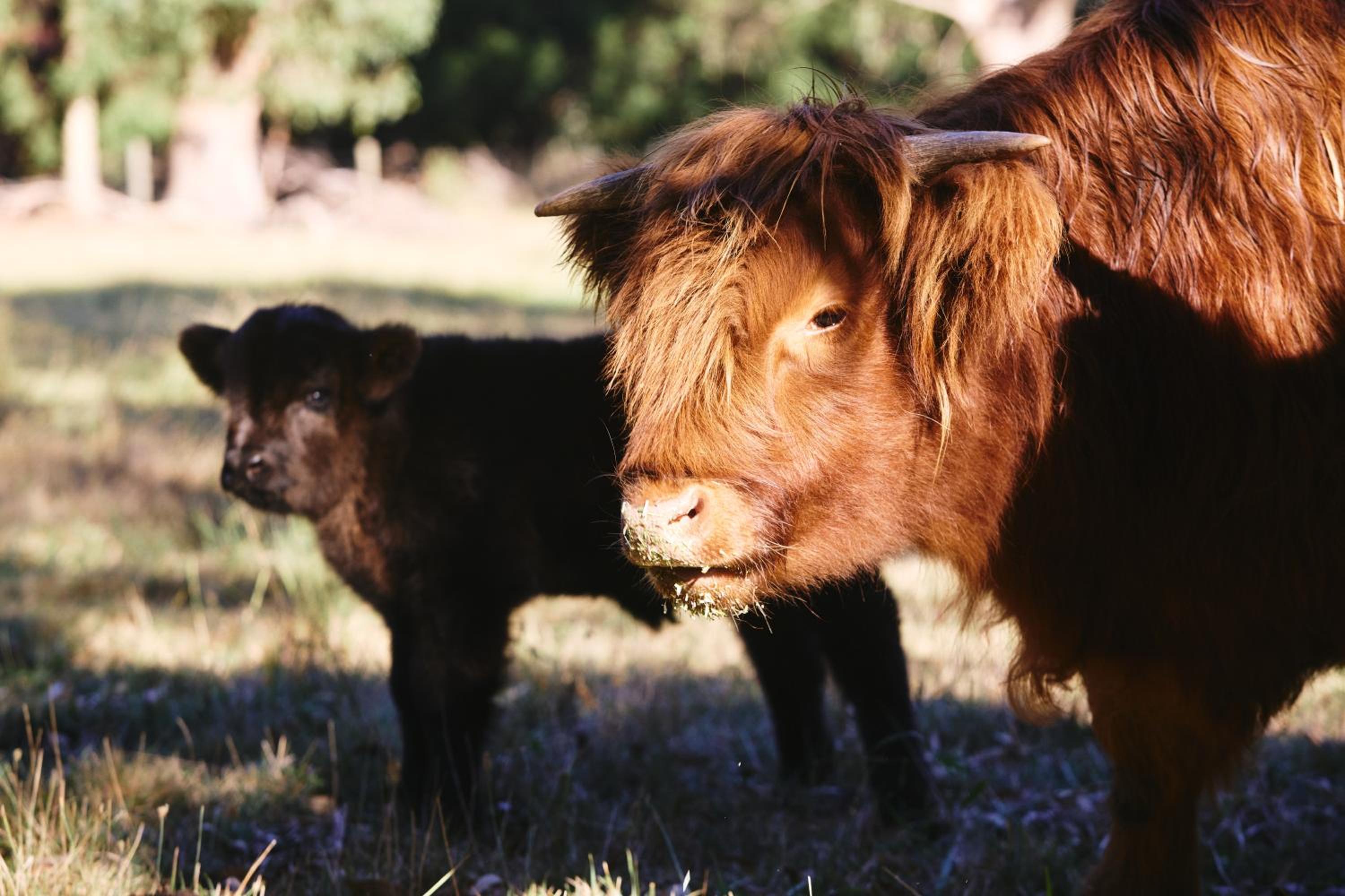 Yarradene Luxury Healesville Farmstay