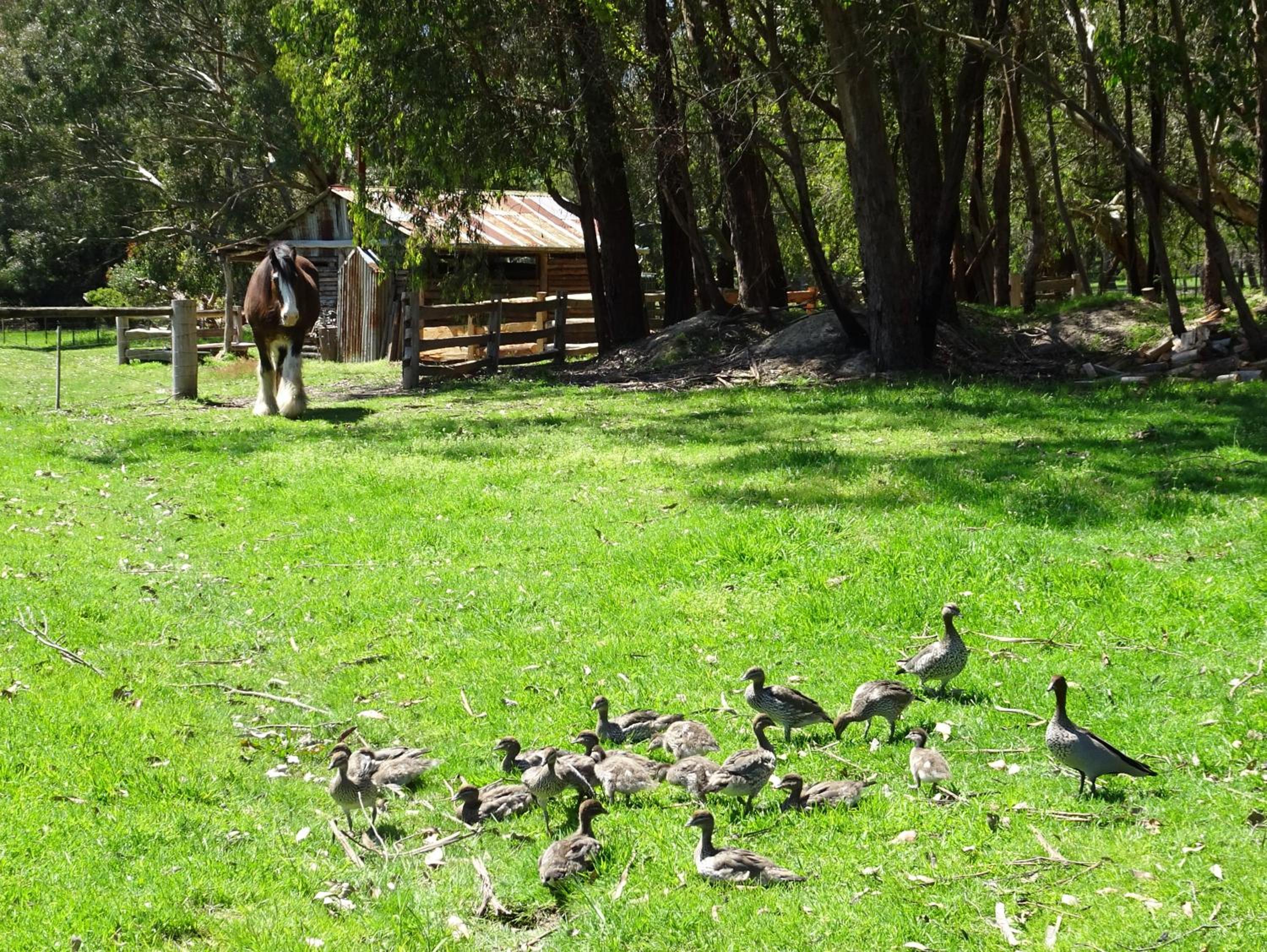 Yarradene Luxury Healesville Farmstay