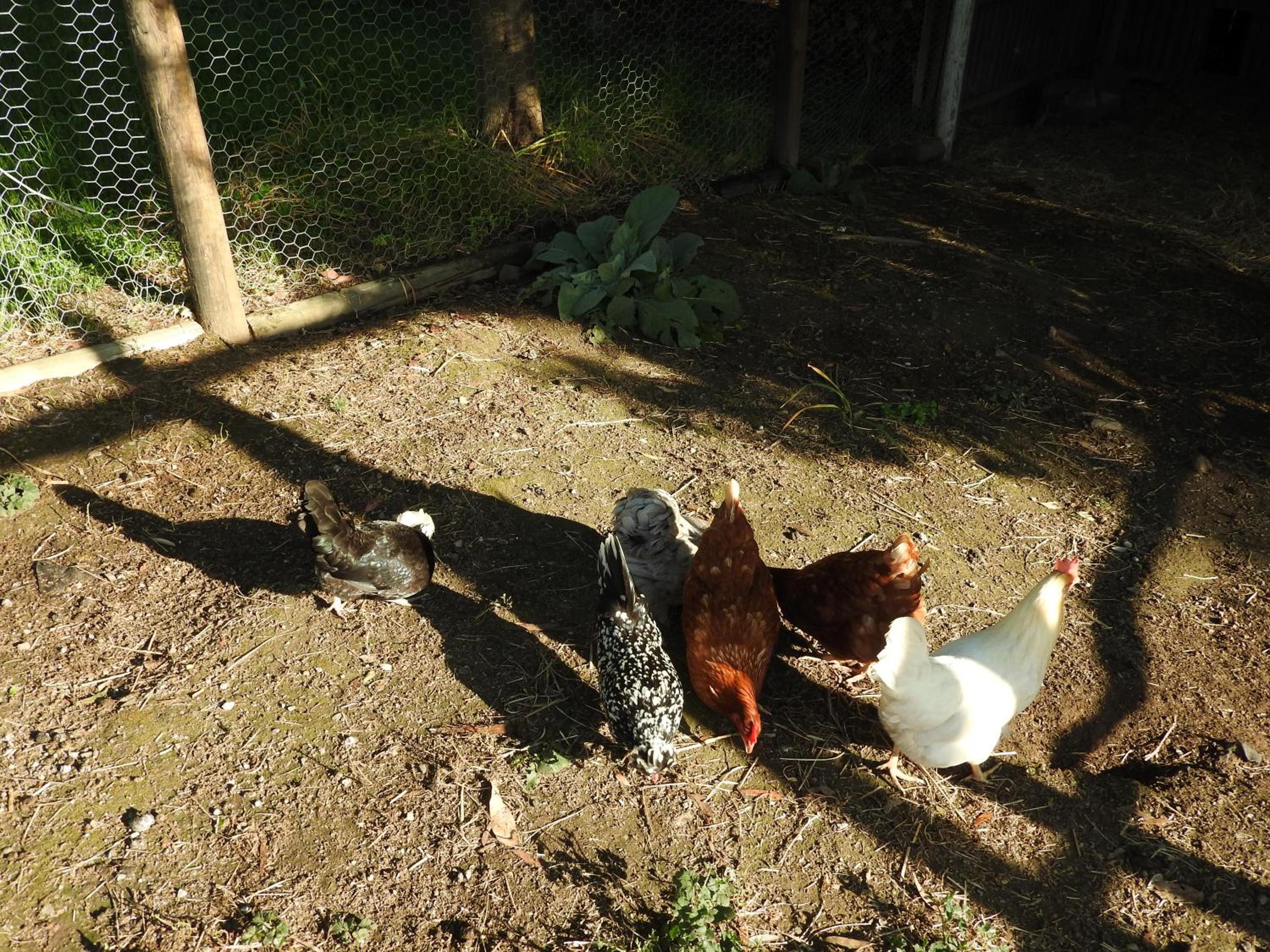 Yarradene Luxury Healesville Farmstay
