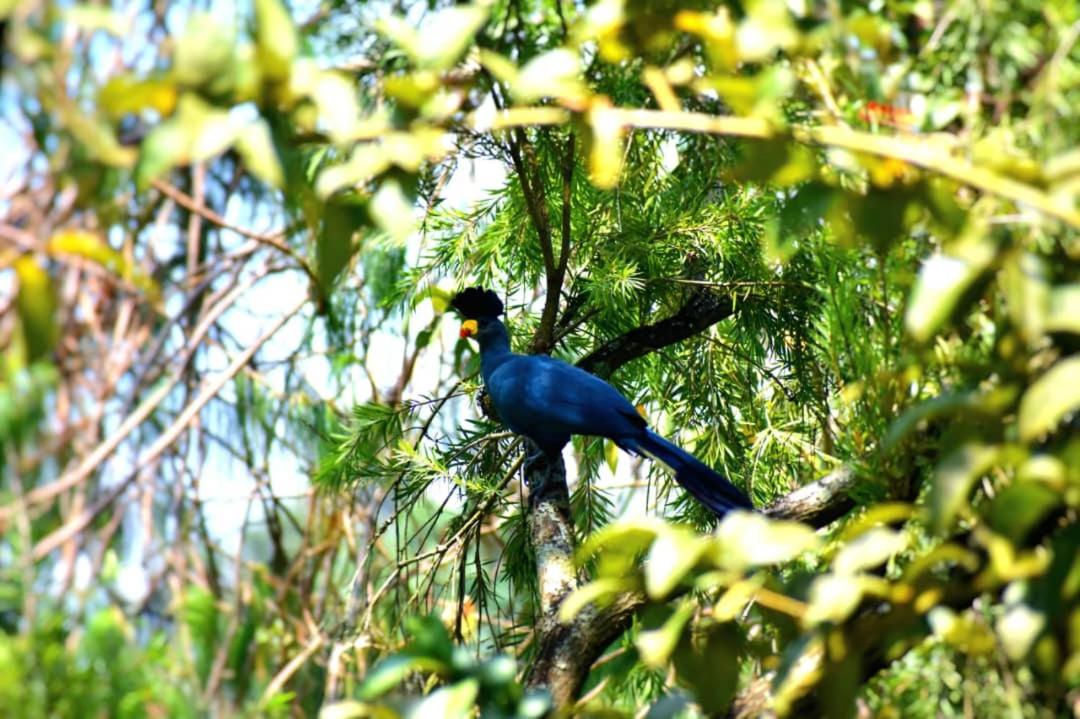 Bahundu Safari Lodge