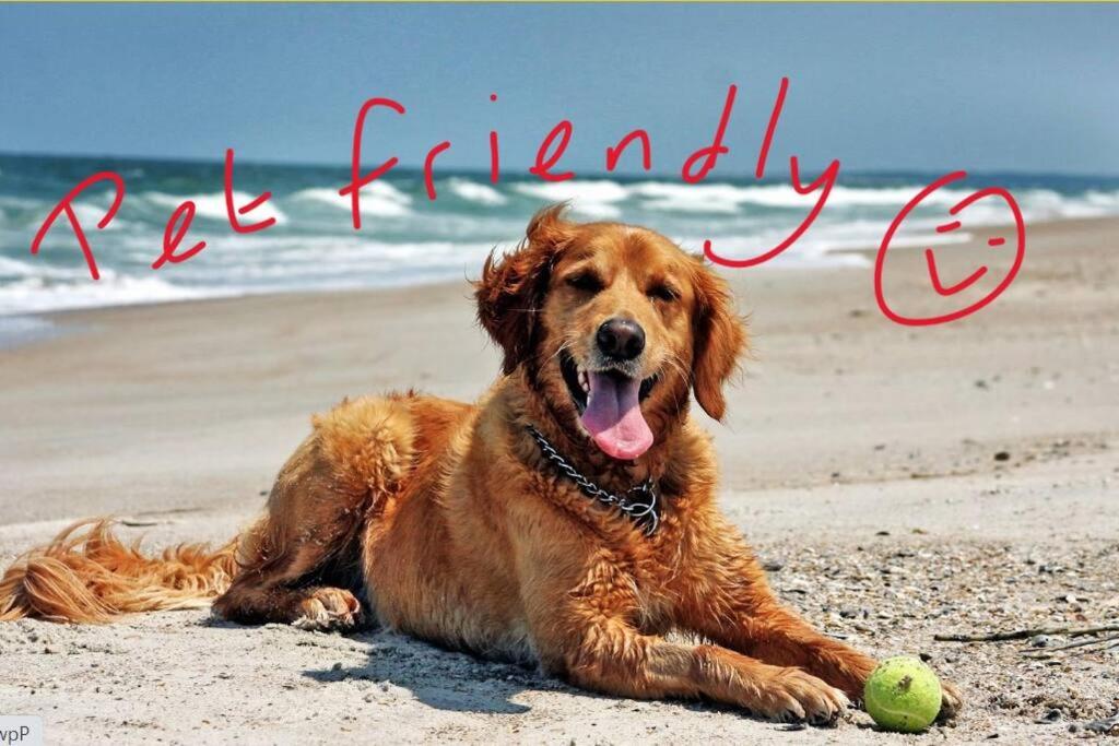 Absolute Beachfront WongaBelle- Pet Friendly
