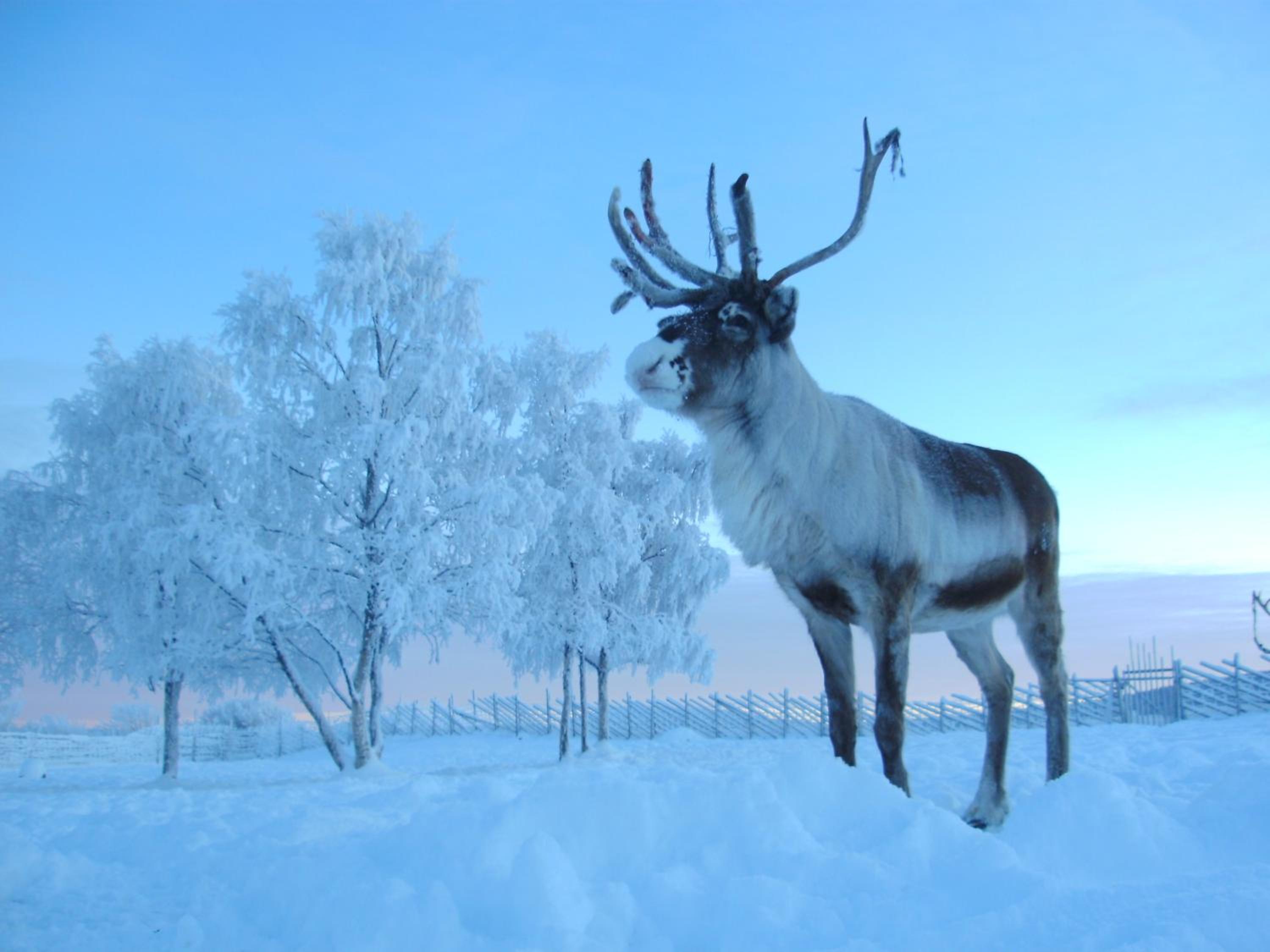Reindeer Lodge view 2