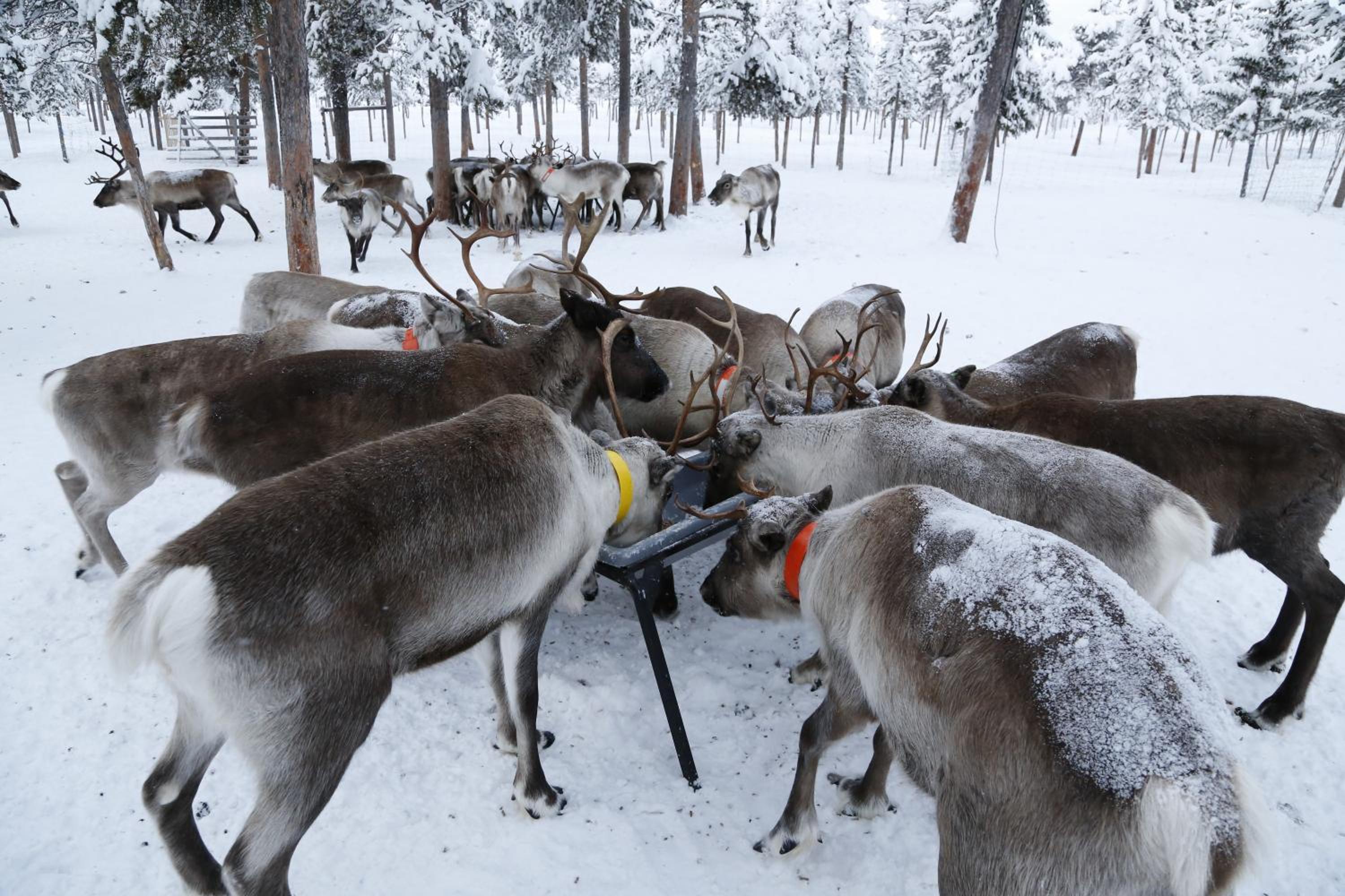 Reindeer Lodge view 3