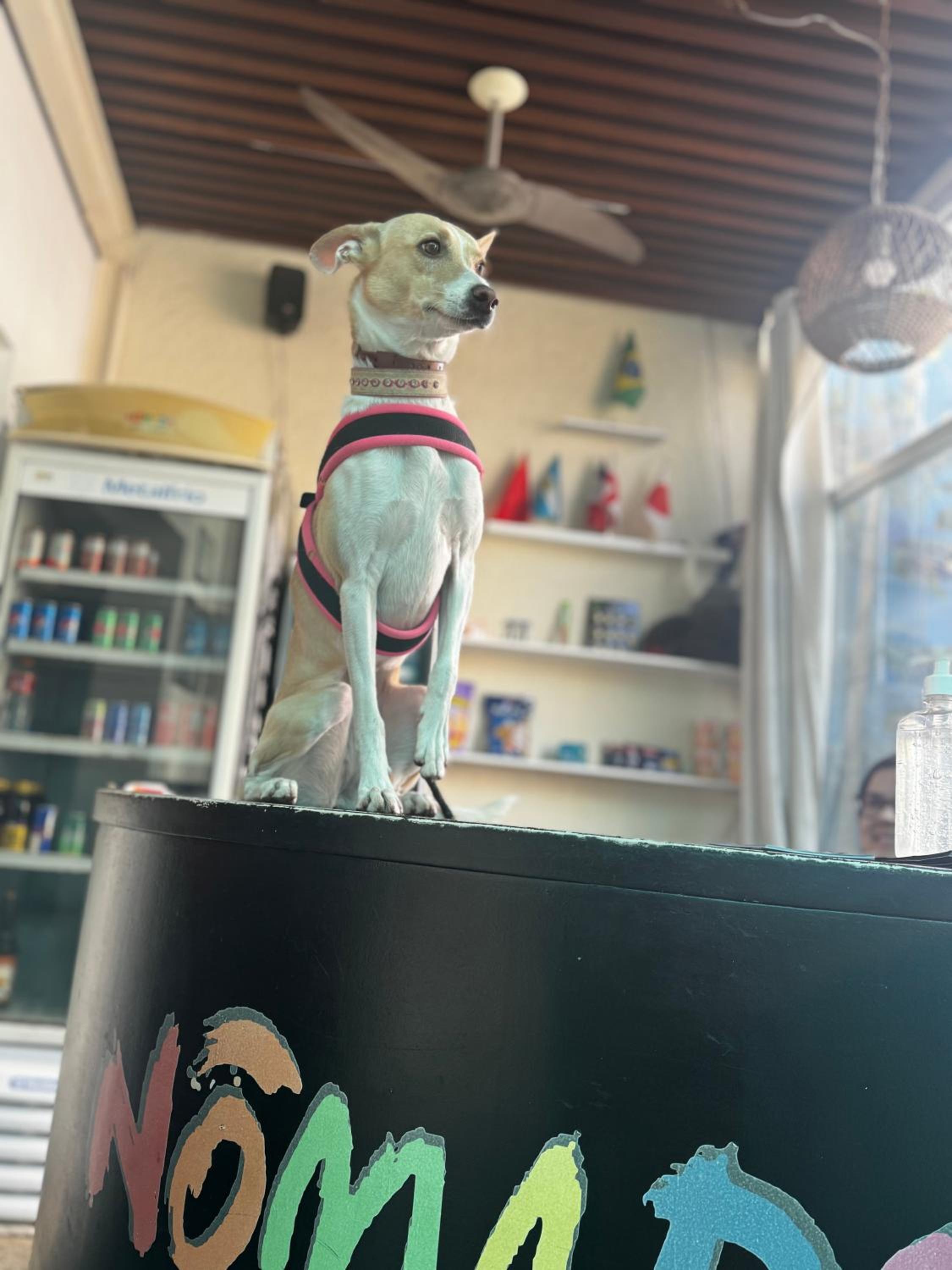 Nomade In Arte e Hostel São Paulo
