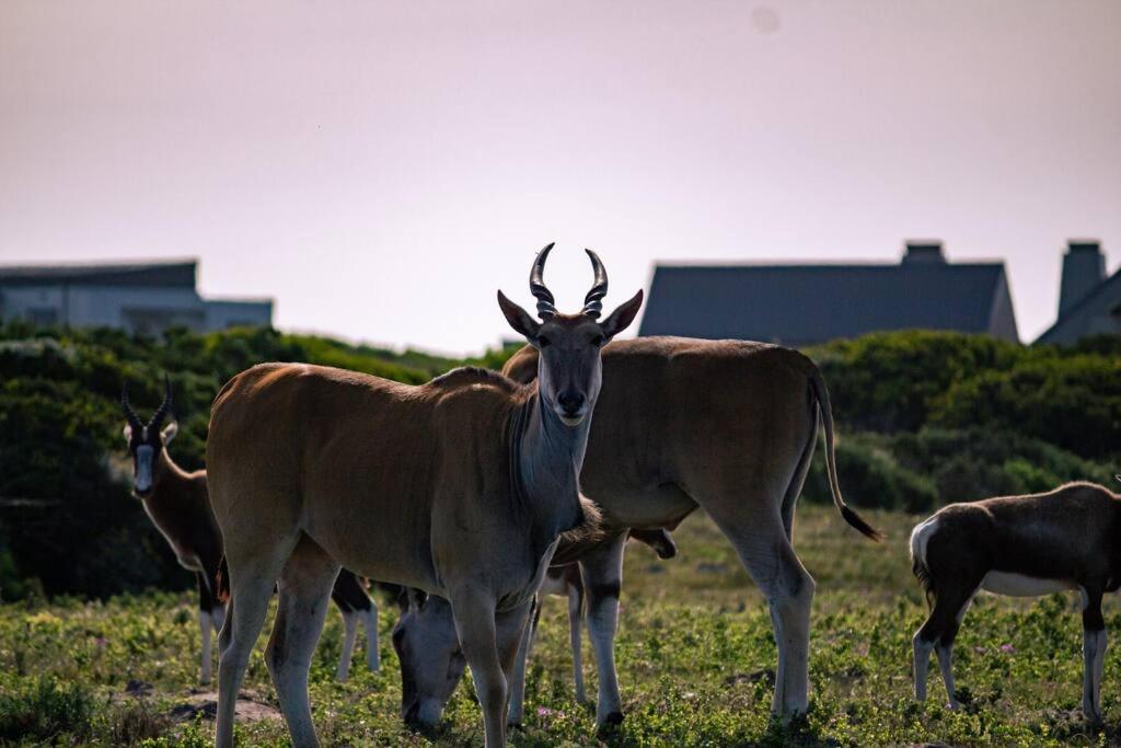Luxury Beach House in Romansbaai Estate view 5
