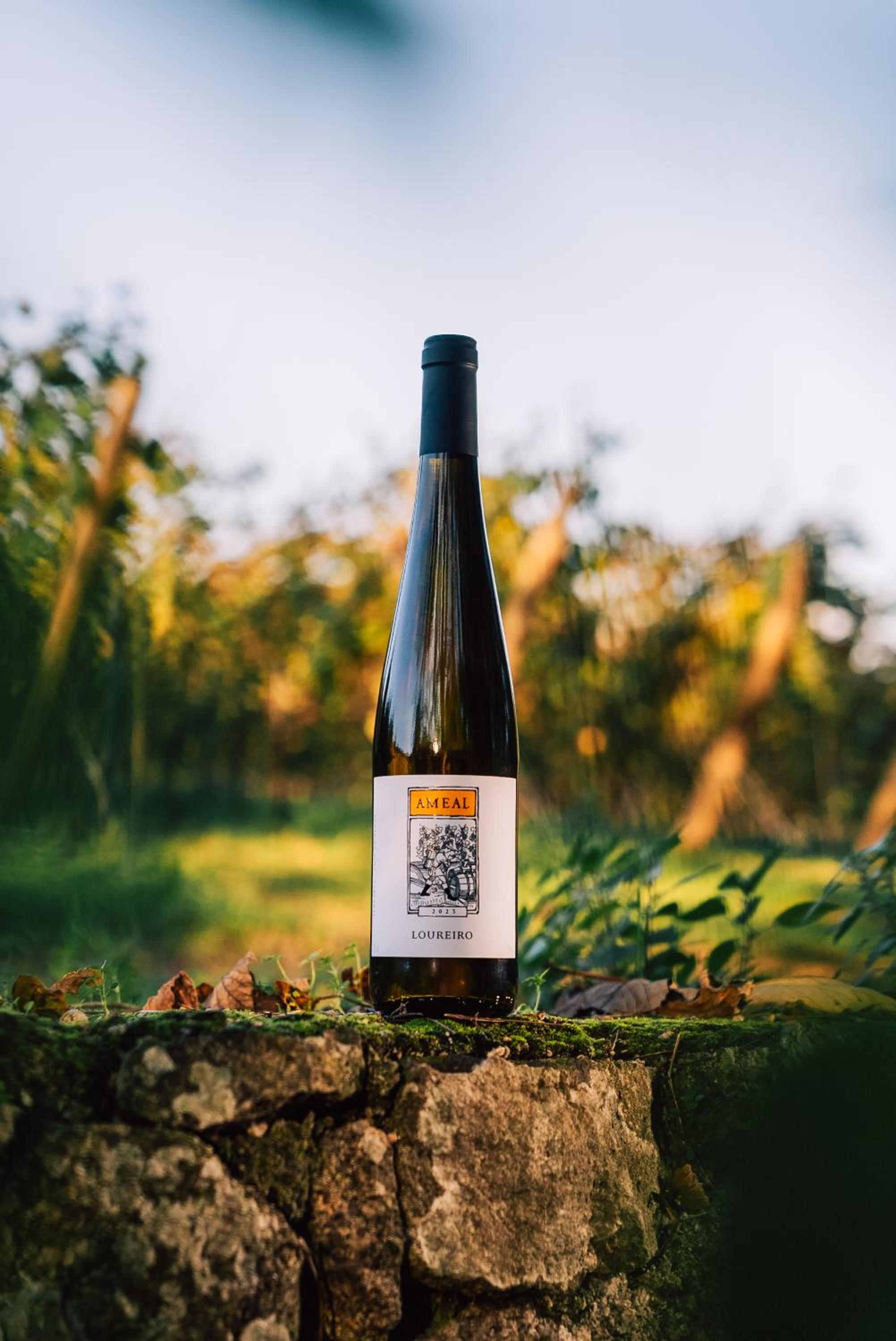 Wine Tourism - Quinta do Ameal