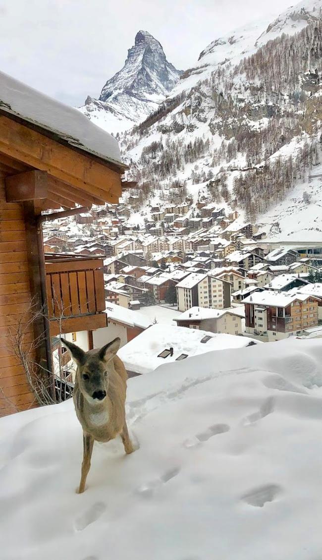Apartment Lindi- inspiring place with view over Zermatt