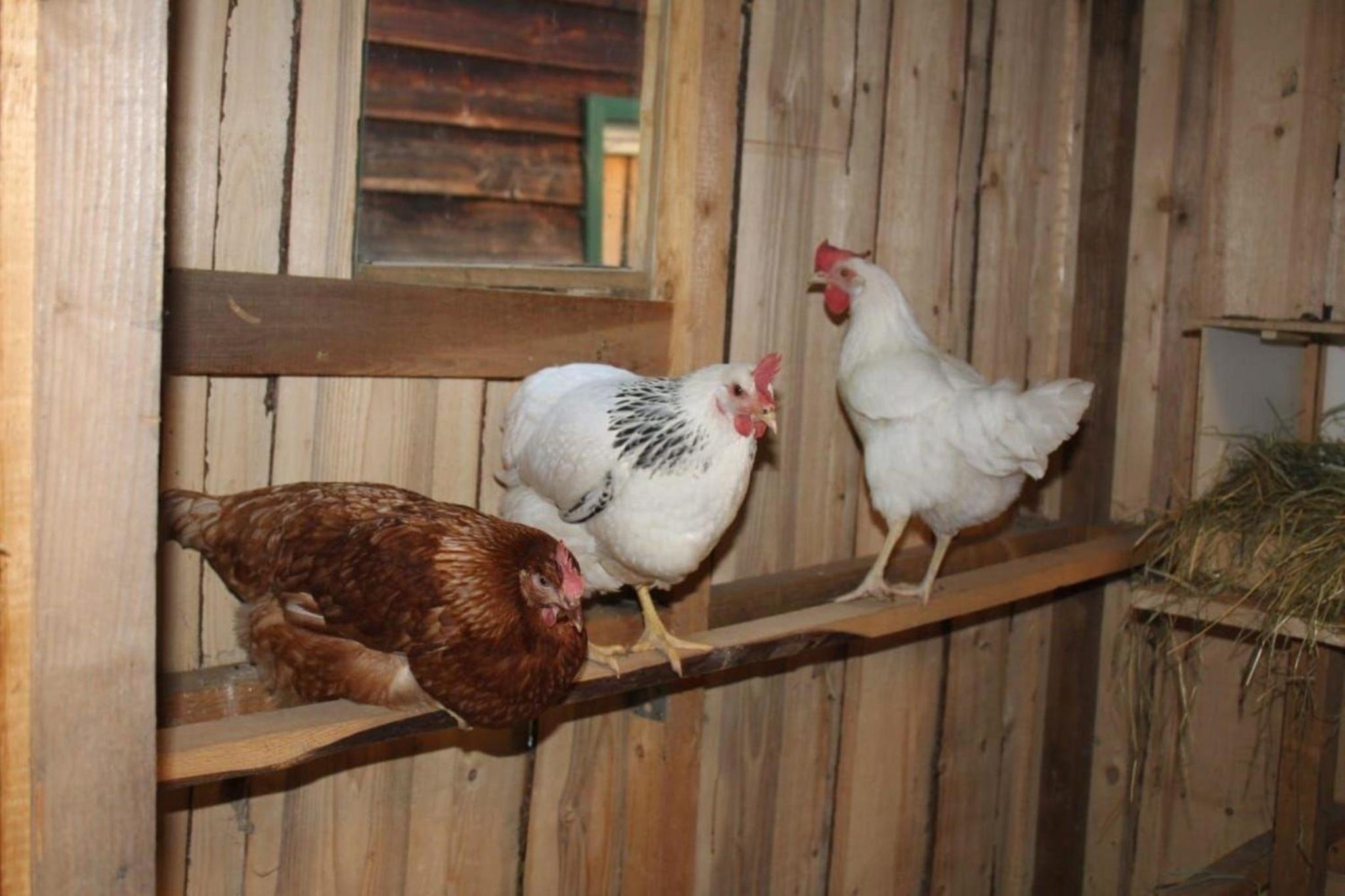 Ferienwohnung bei Waldmünchen mit Wald- und Wiesenumgebung
