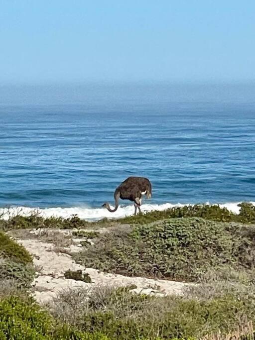 Dasseneiland Apartment Yzerfontein