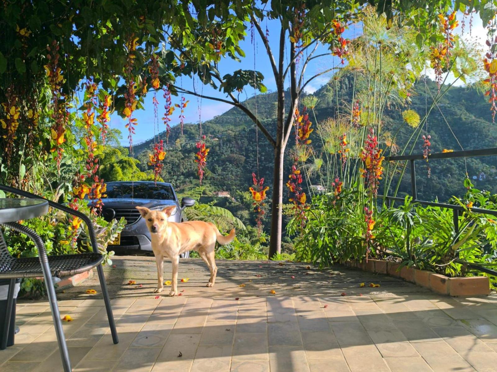 Montecafé Jardín