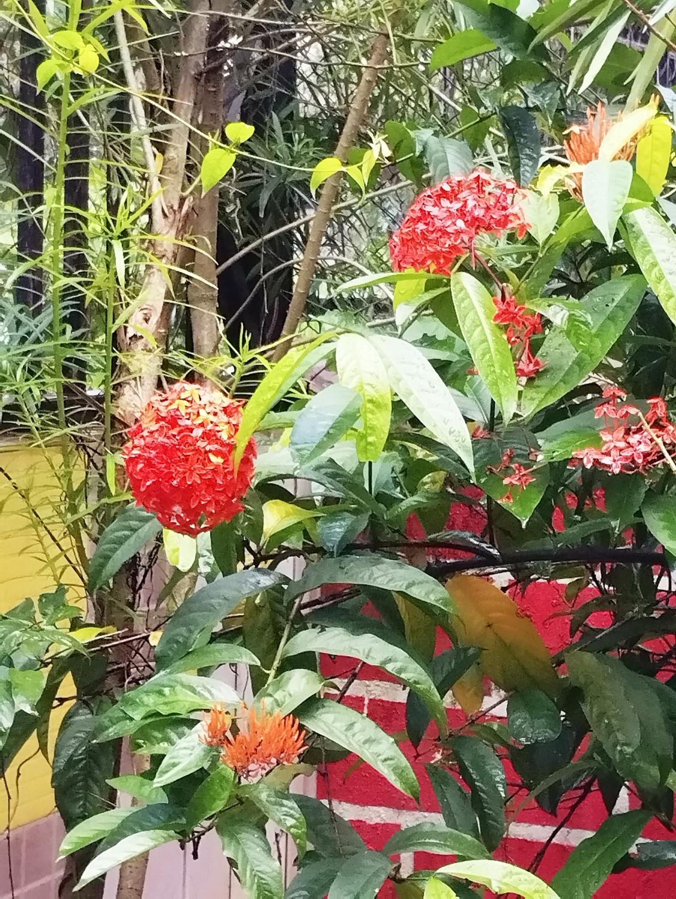 Paradise Home saichha bunglow