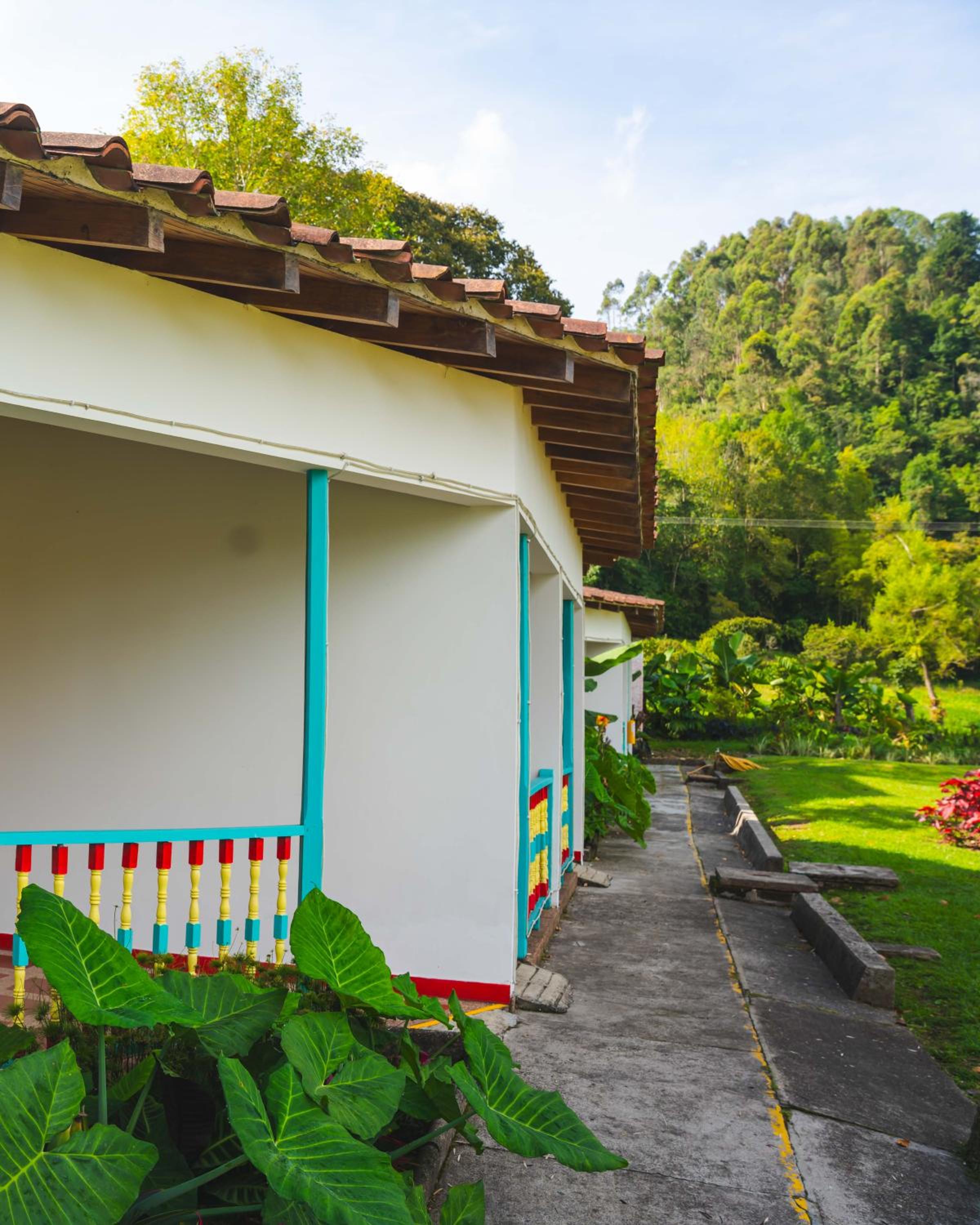 Dreamer Cocora