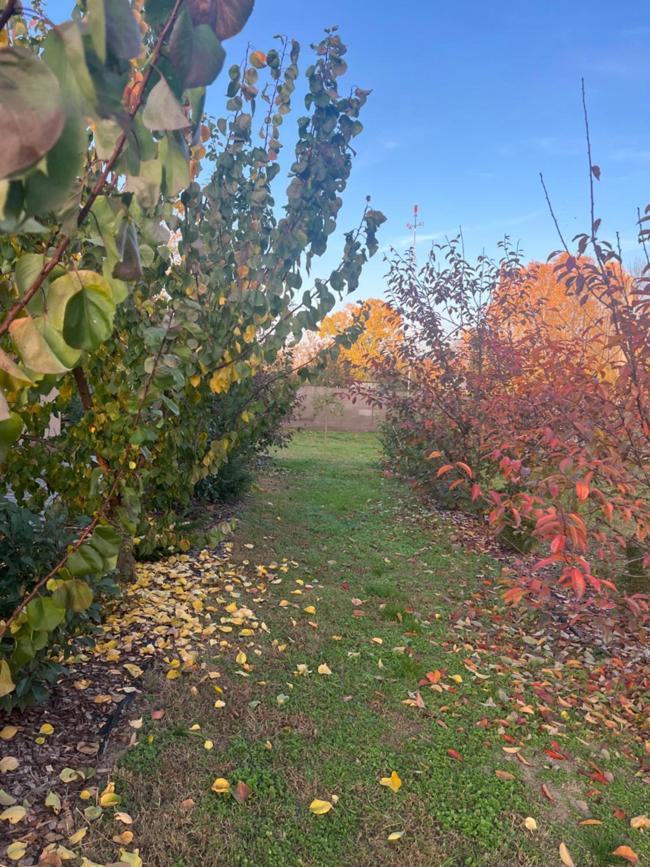 Arany Vendégház