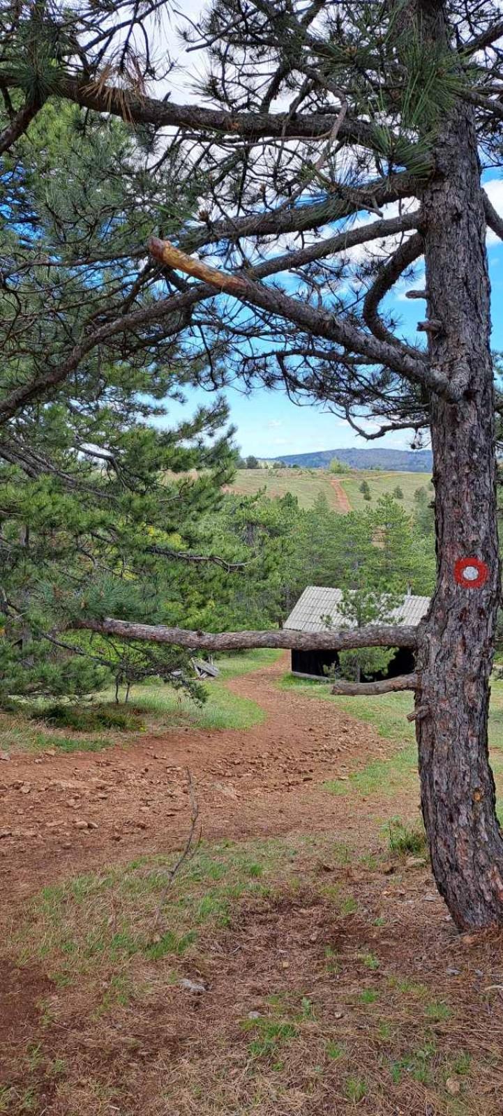 zeleni bor Divcibare