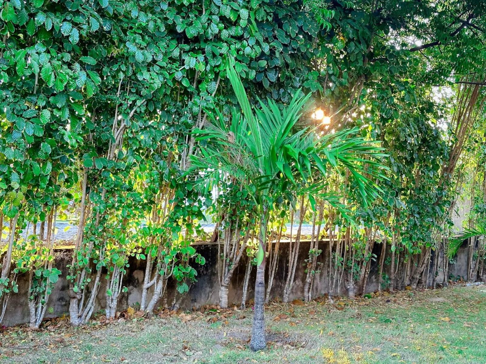 Bosque da Praia 07
