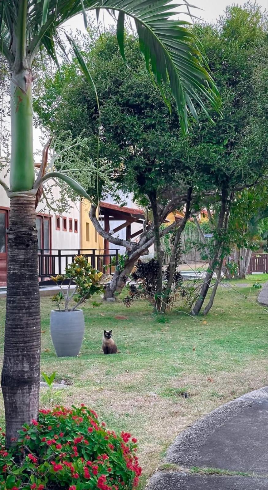 Bosque da Praia 07