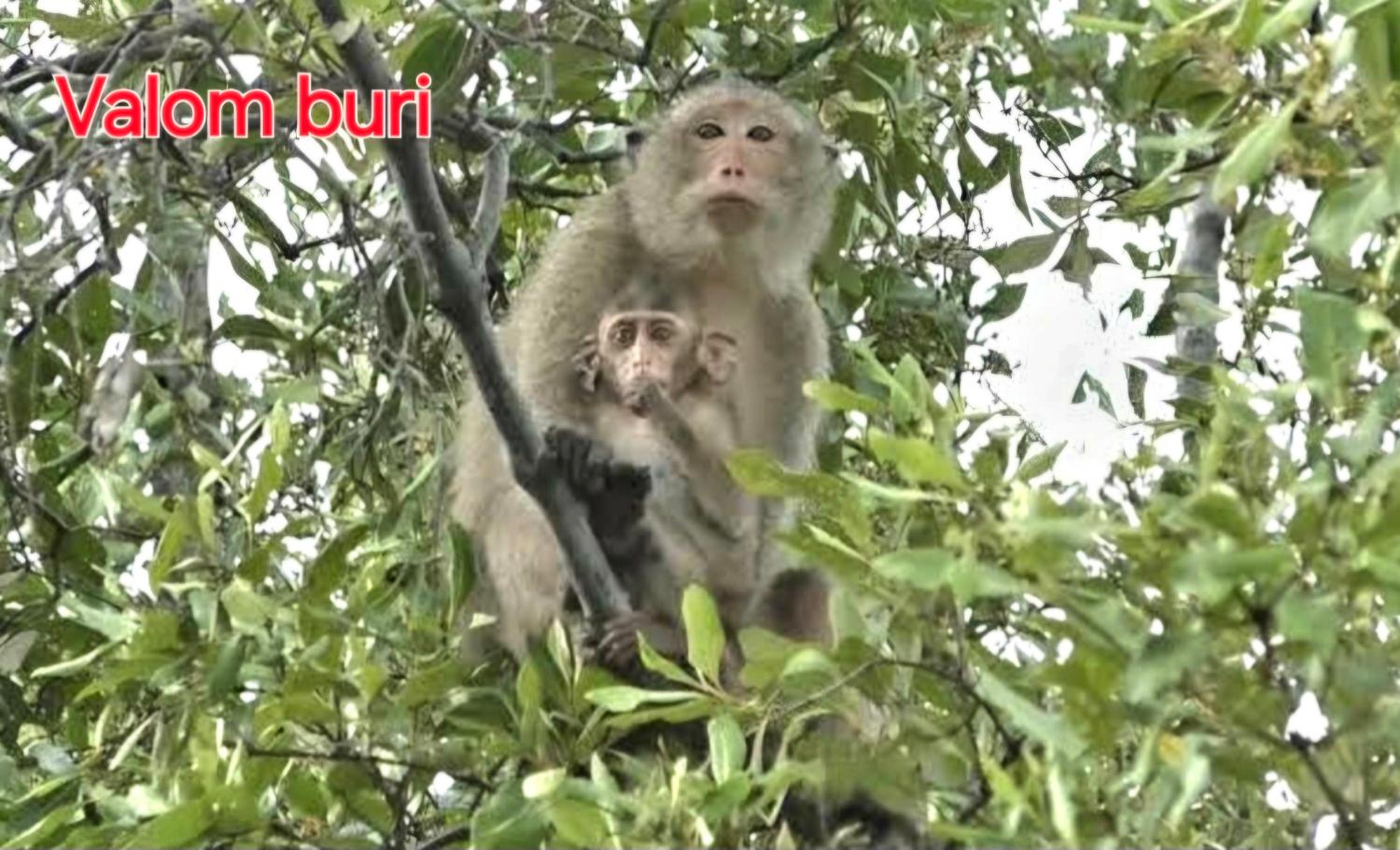 Lanta Valom buri
