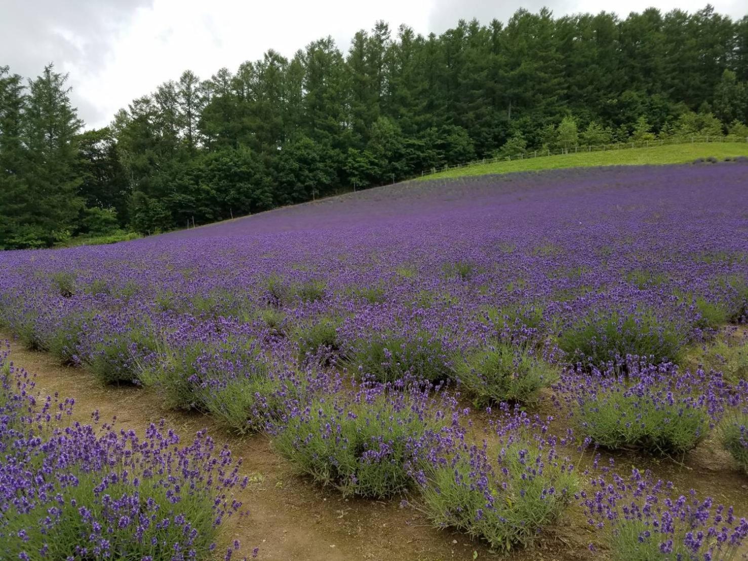 furano Hokuseisanso I