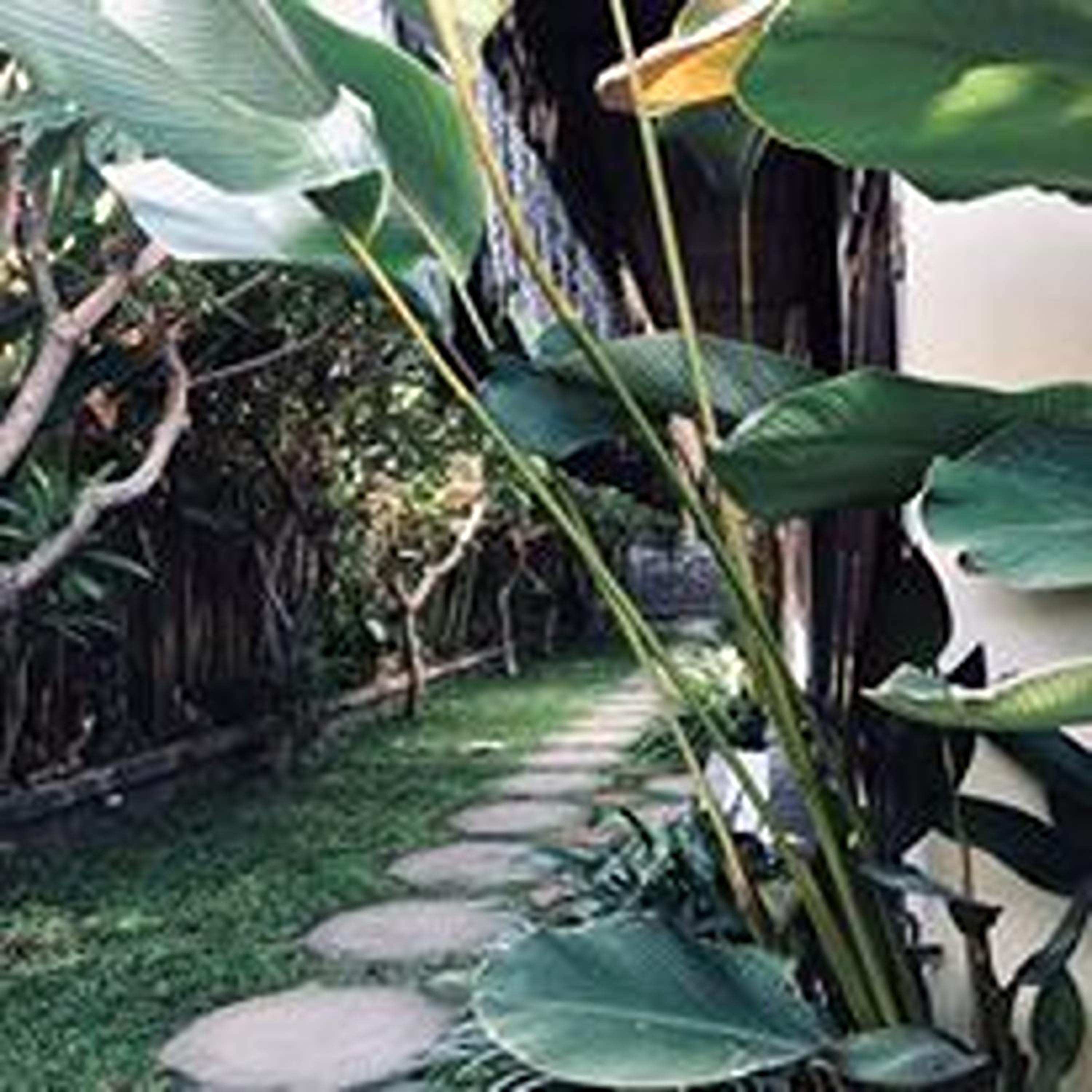 Mai Guest House Sanur view 3