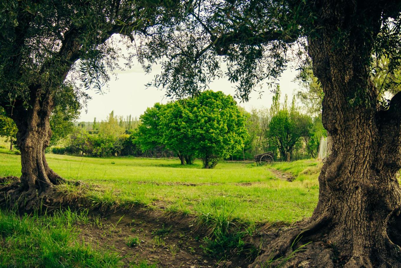 Finca La Encantada
