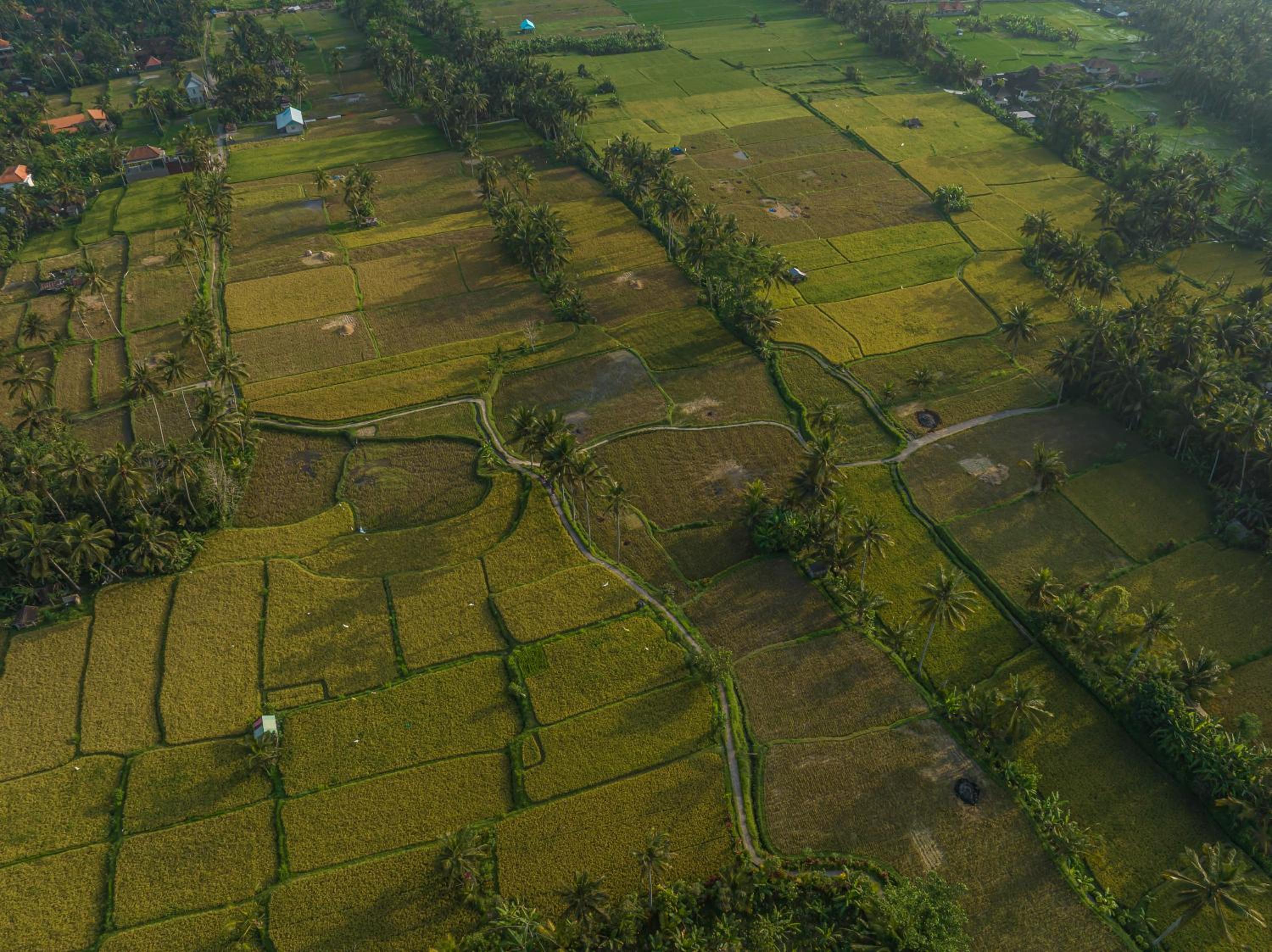 Photo 68