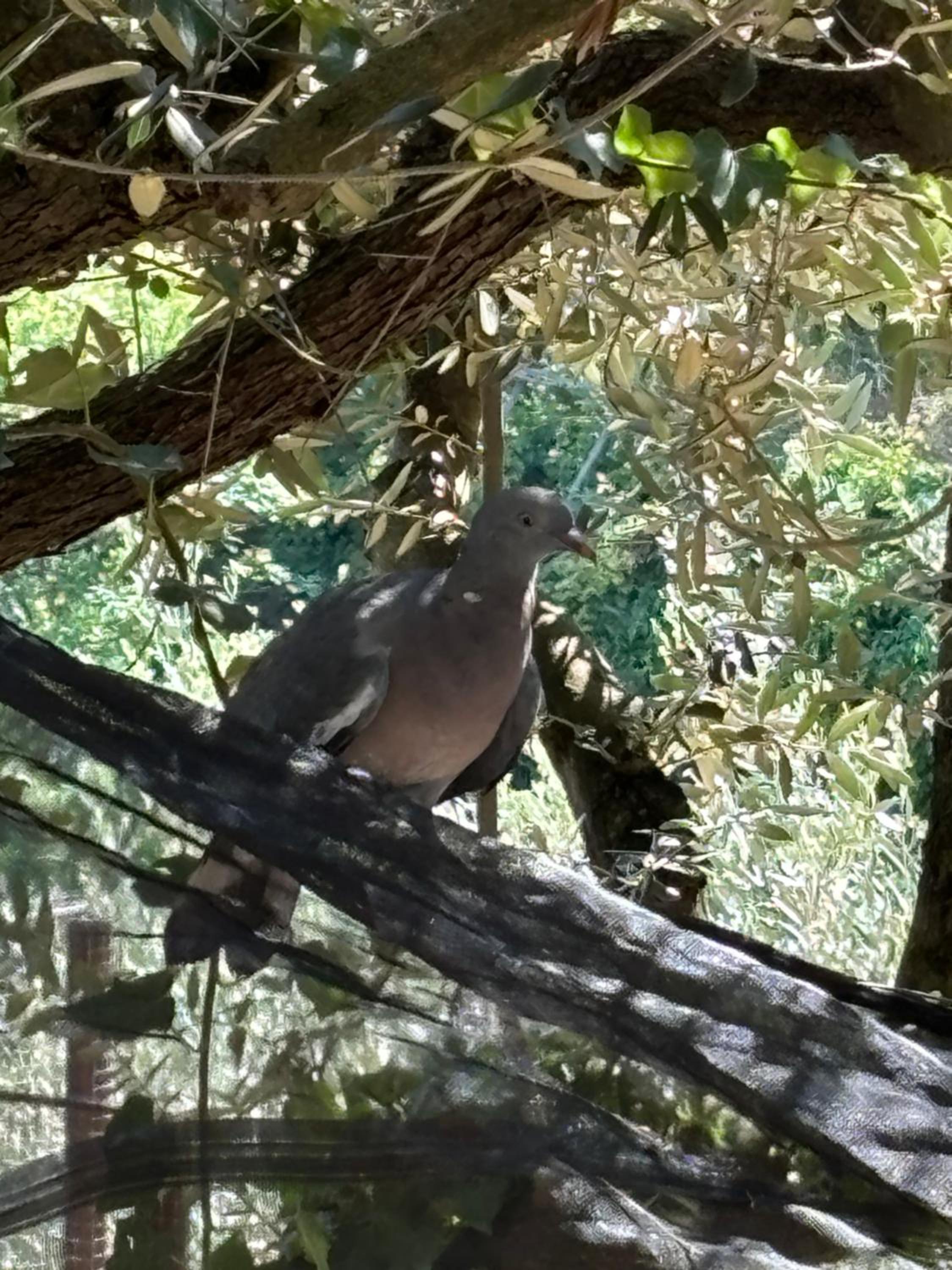 Suite I Limoni photo 3