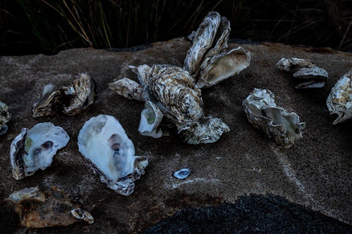 Siren Tasmania