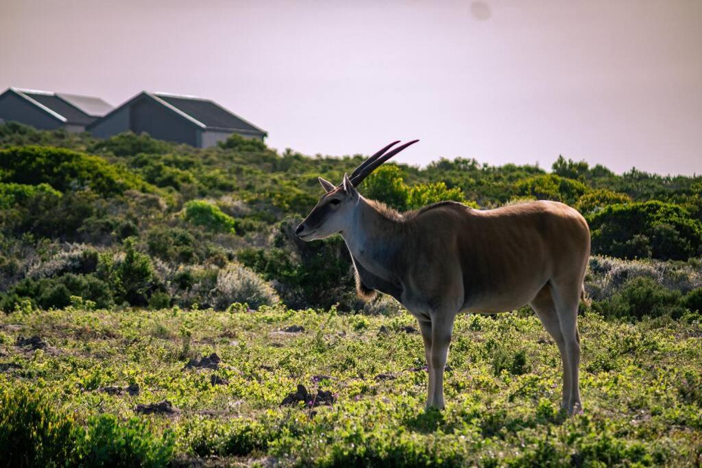 Romansbaai Oceanview Retreat