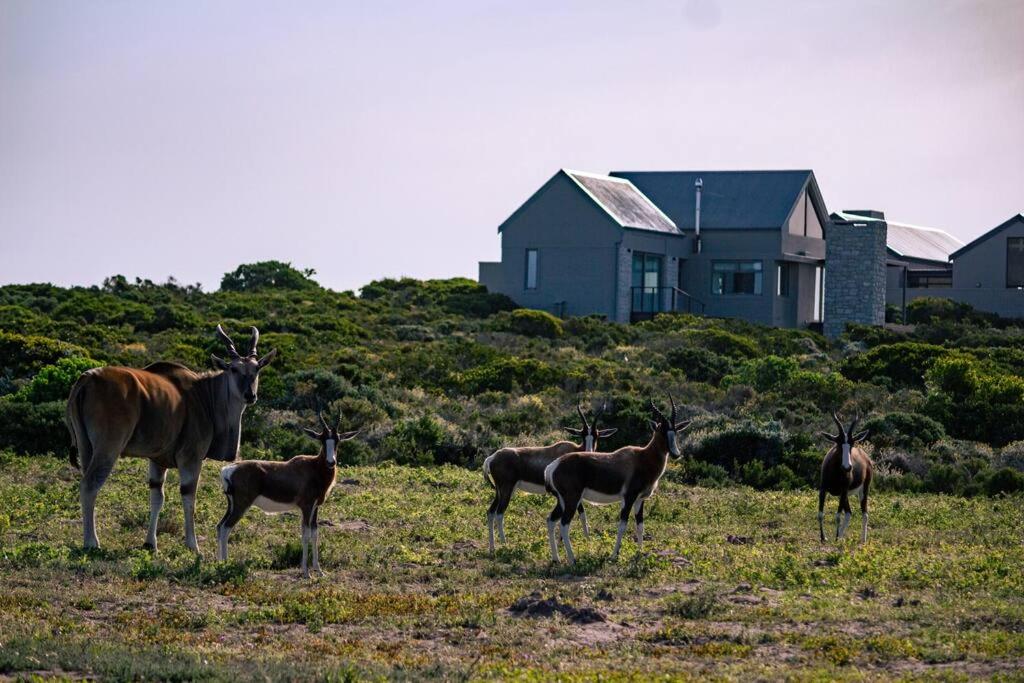 Romansbaai Oceanview Retreat