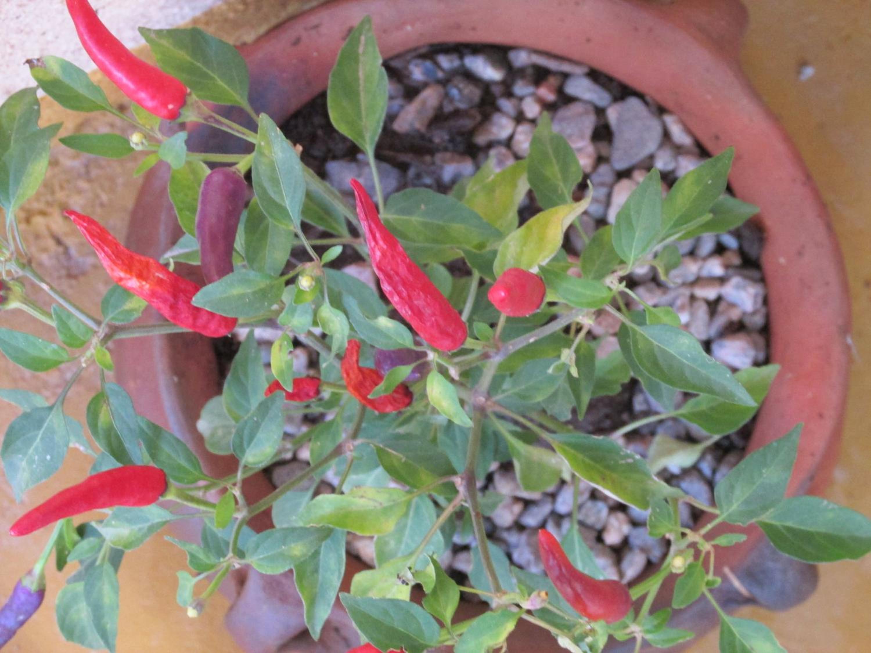 Las Cardas Posada