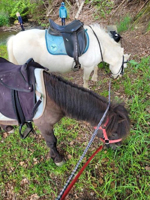 Ferienwohnung Landidyll, Whirlpool, Minipigs, Ponys, Familien