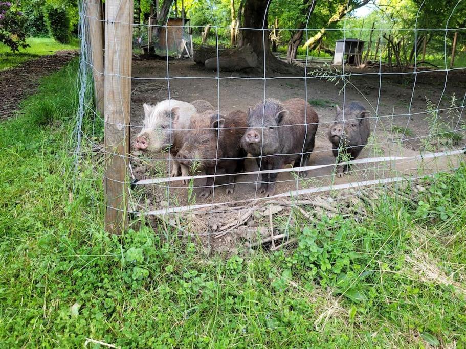 Ferienwohnung Landidyll, Whirlpool, Minipigs, Ponys, Familien