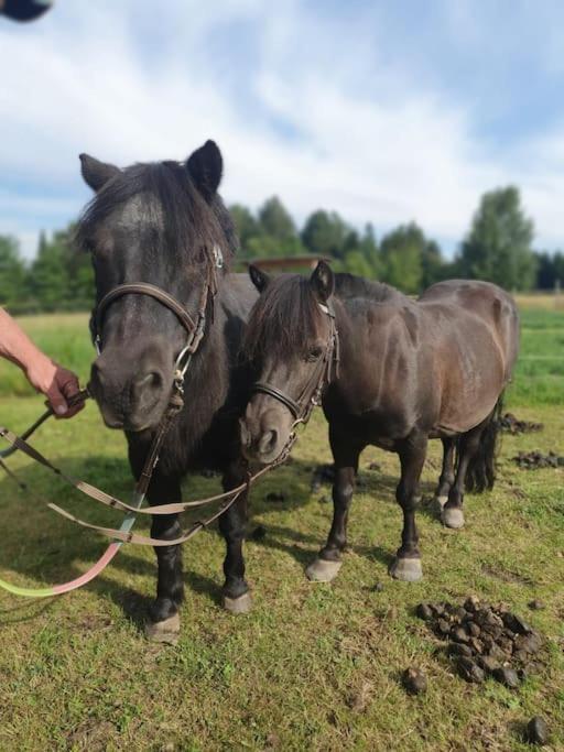 Ferienwohnung Landidyll, Whirlpool, Minipigs, Ponys, Familien