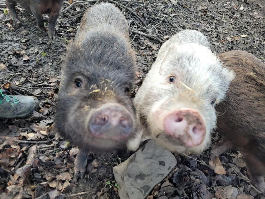 Ferienwohnung Landidyll, Whirlpool, Minipigs, Ponys, Familien