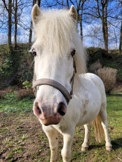 Ferienwohnung Landidyll, Whirlpool, Minipigs, Ponys, Familien