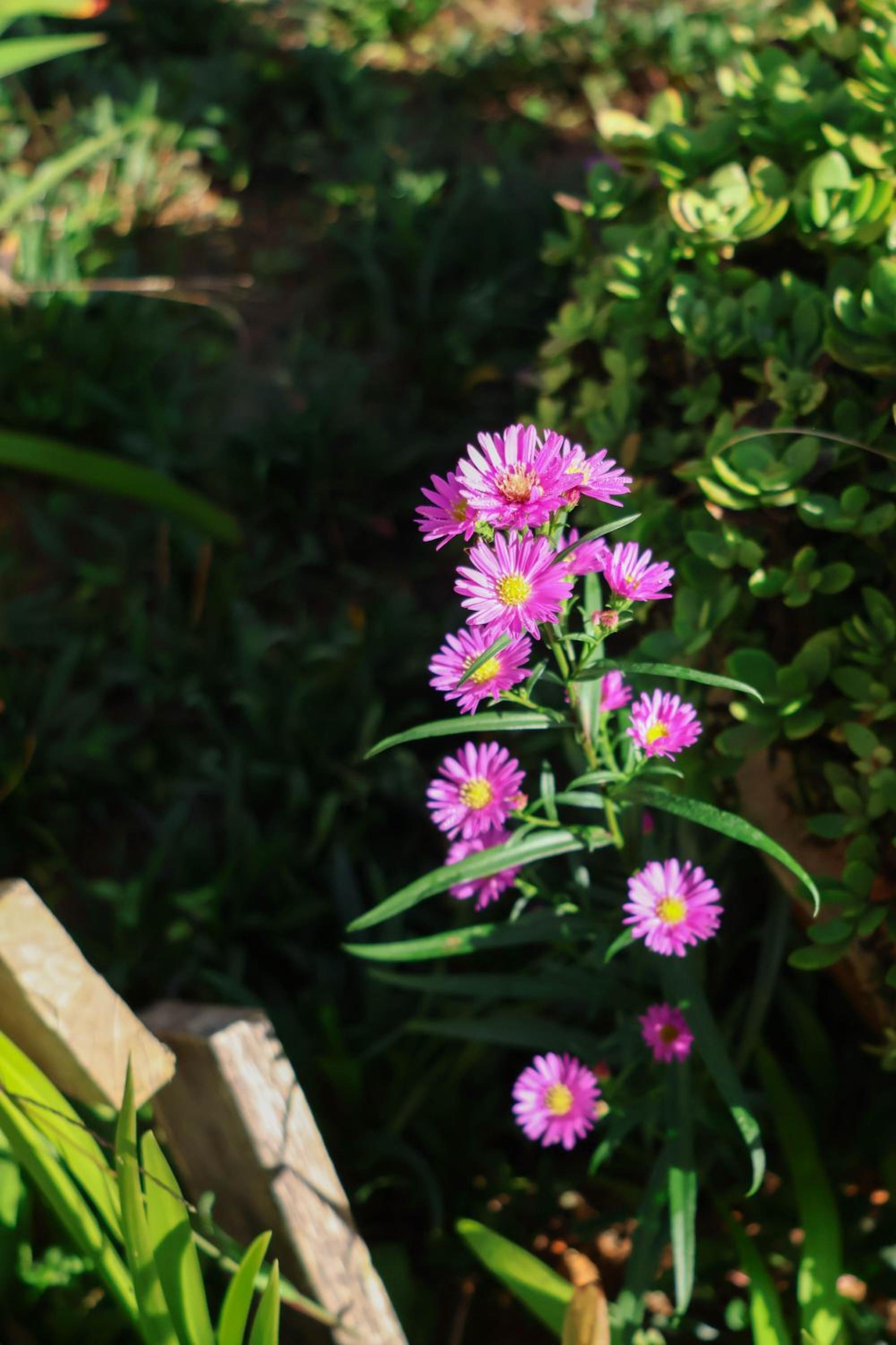 Photo 42