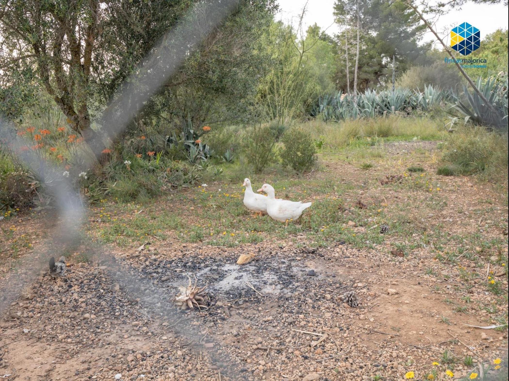 Finca Mica