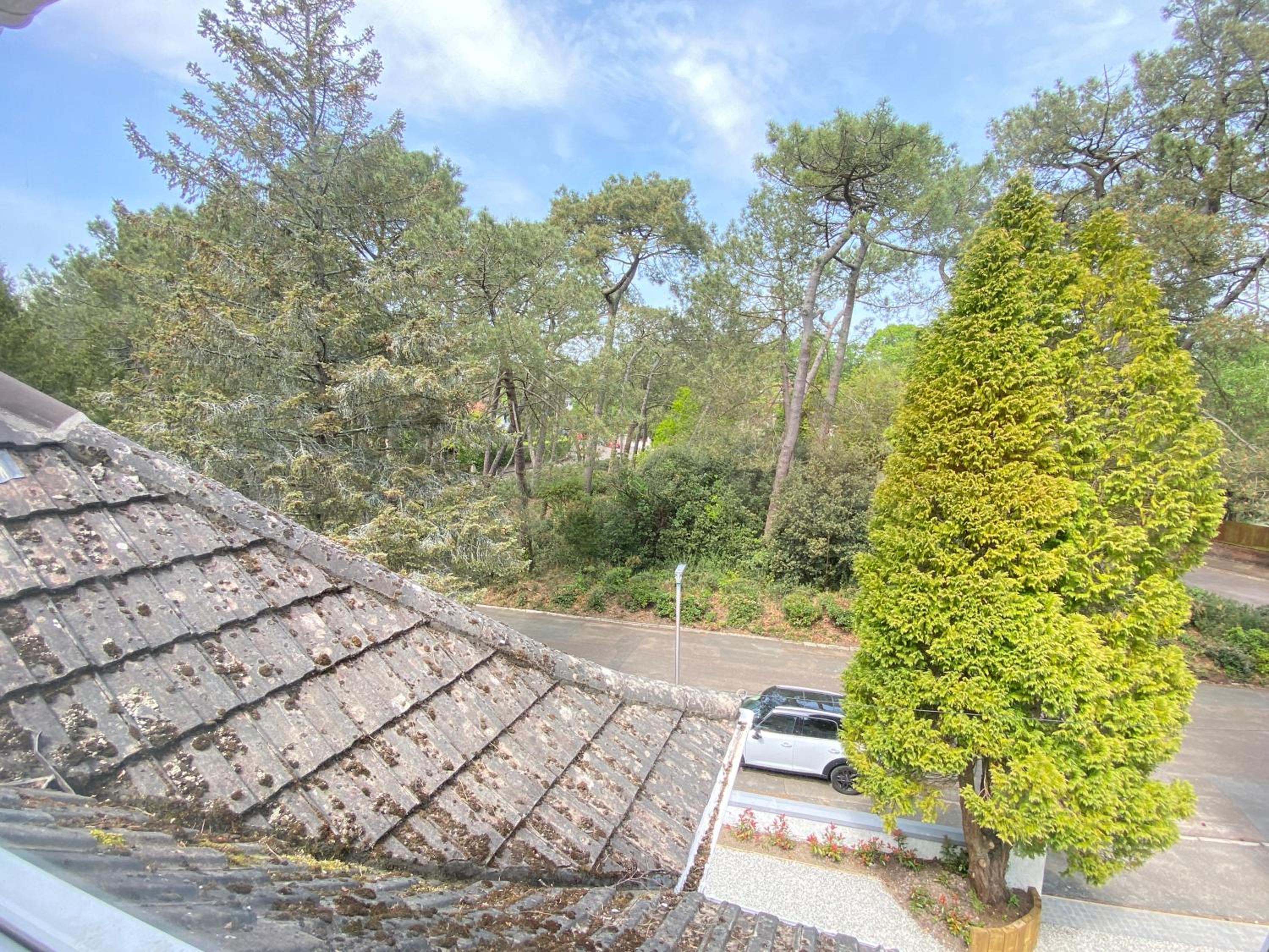 Treetops