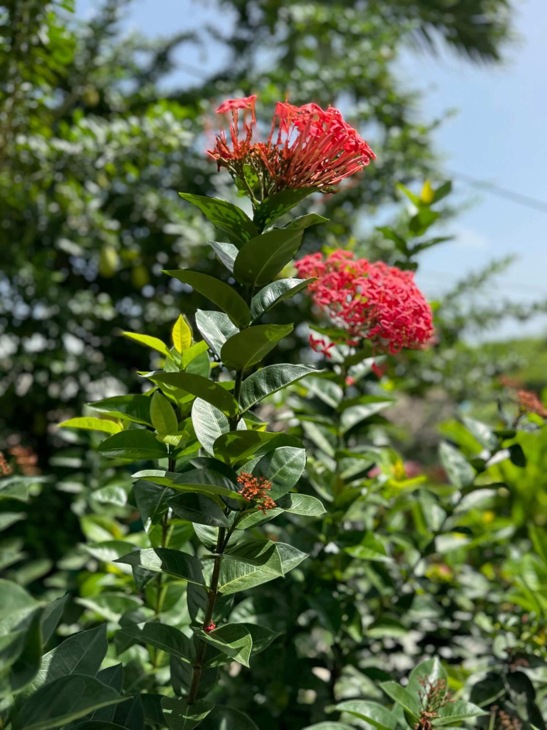 Alpinia bungalow
