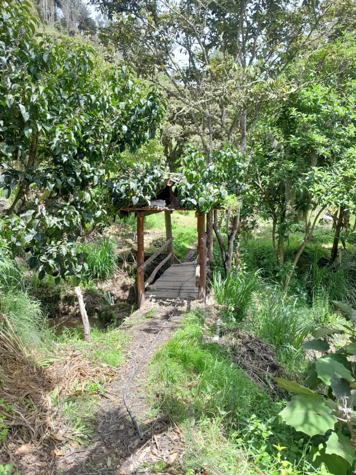 LA ROCA Tibaná