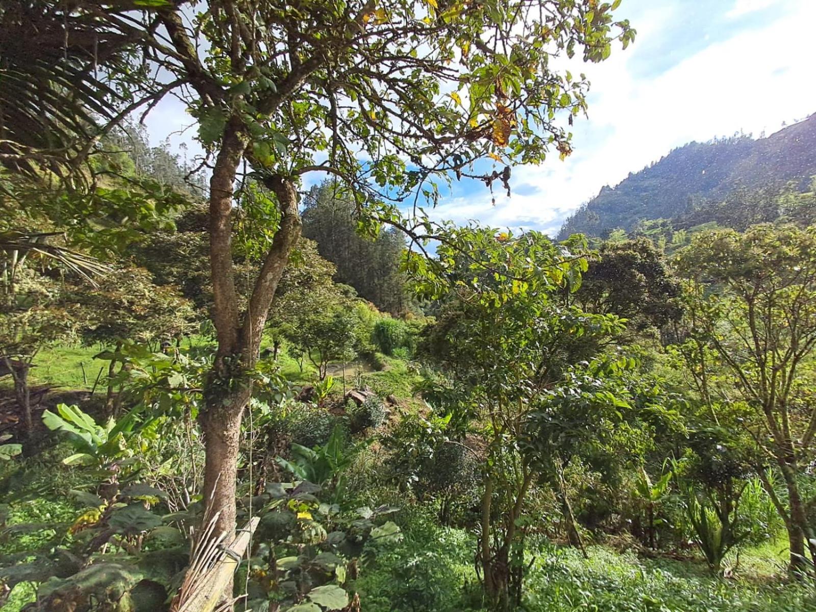 LA ROCA Tibaná