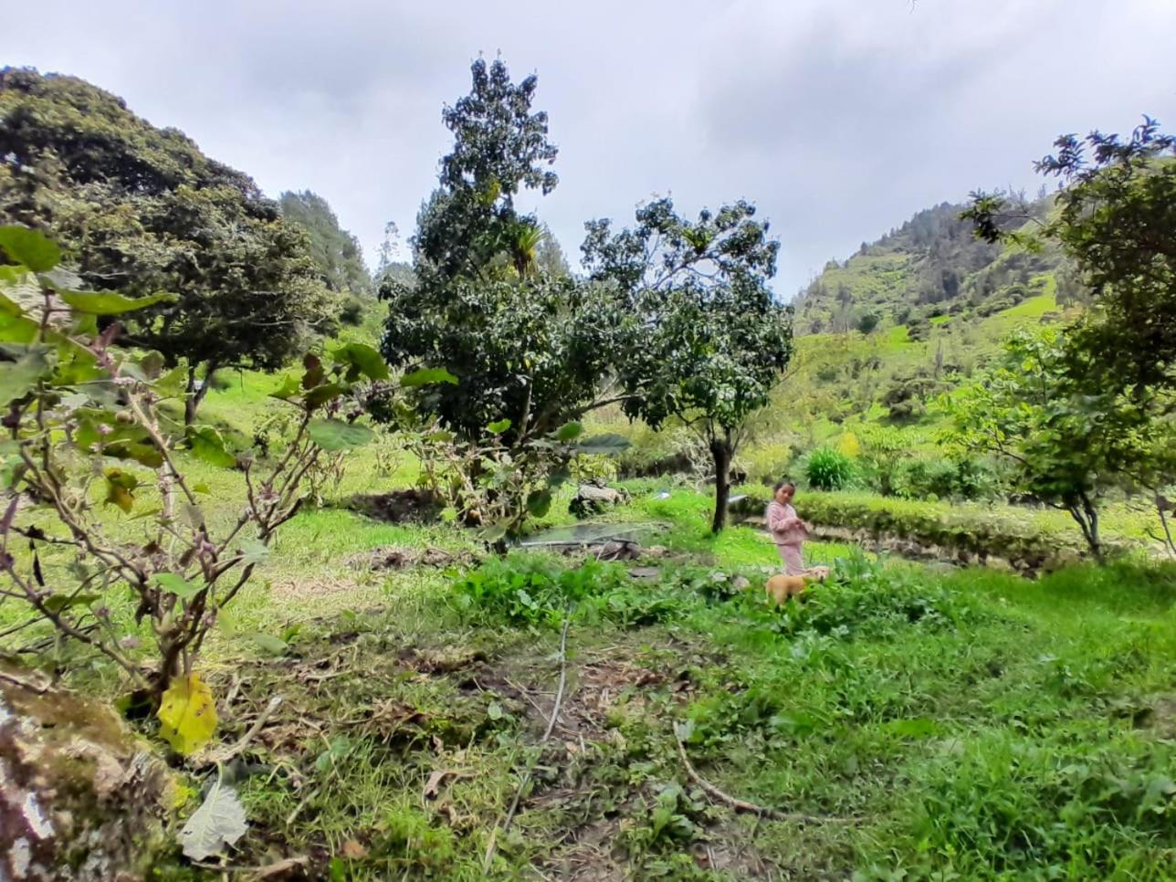 LA ROCA Tibaná
